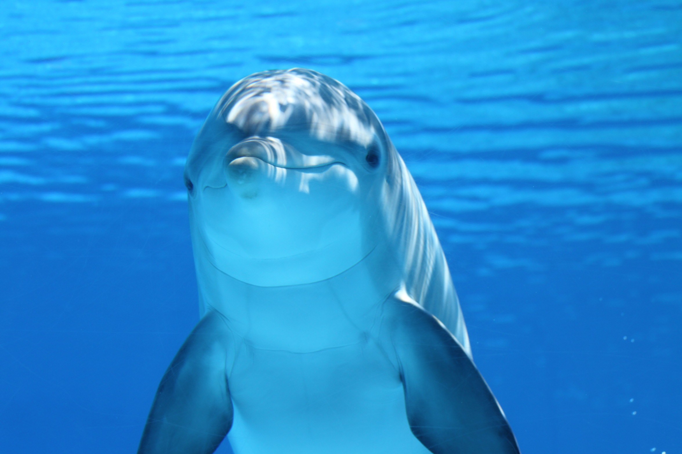 Dolphin swimming underwater HD Wallpaper