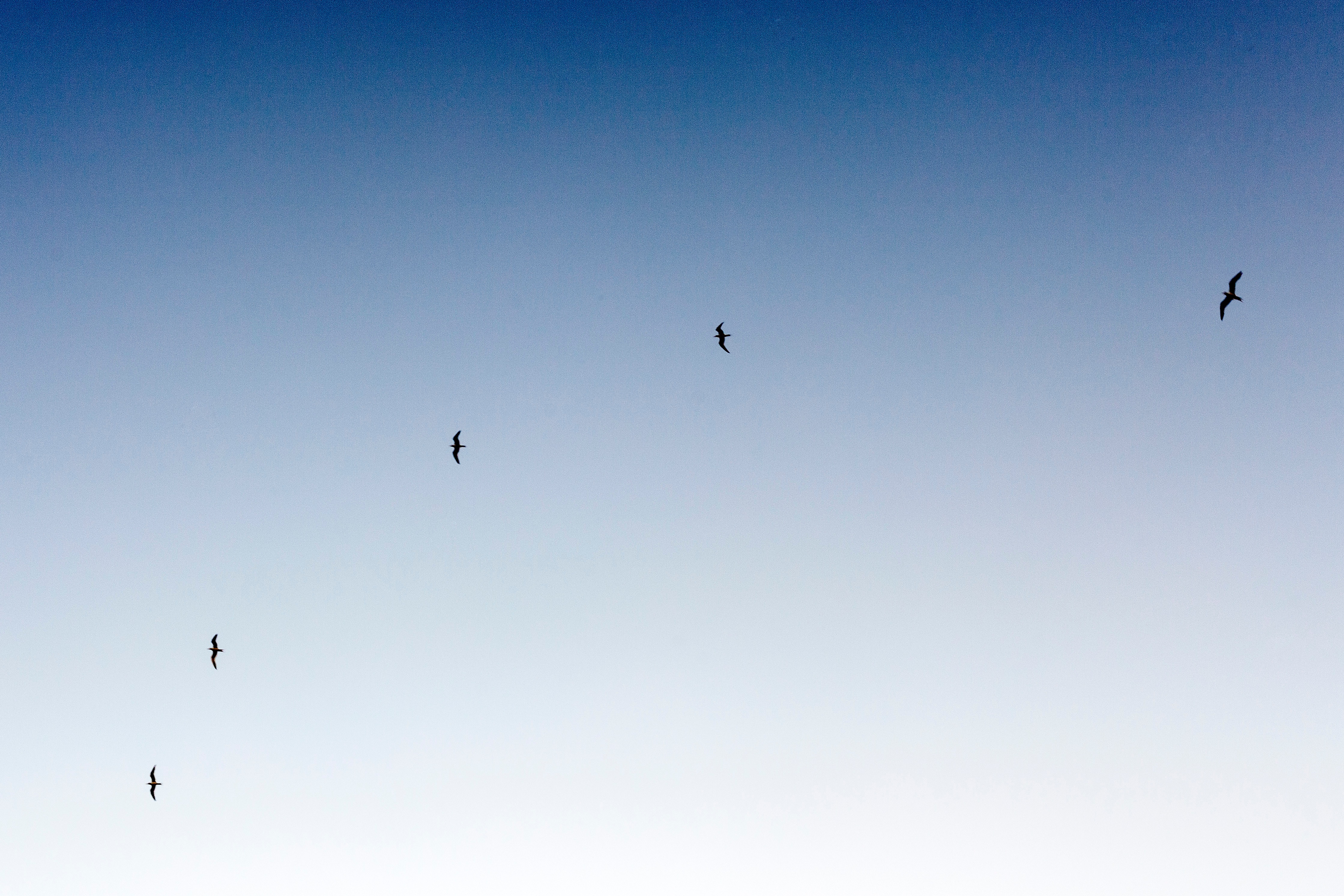 Five birds flying in a clear blue sky HD Wallpaper