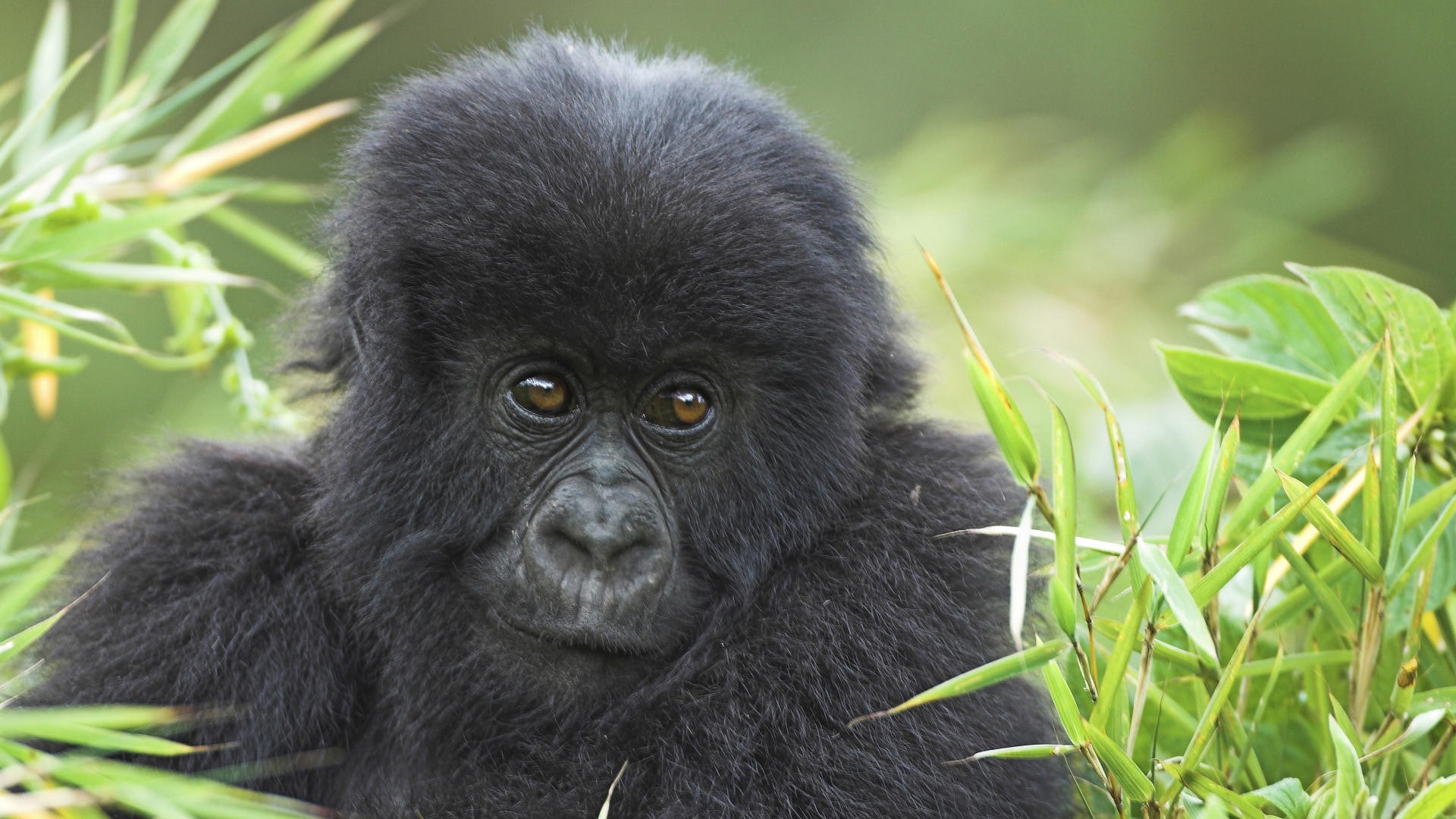 Close-up of a Young Gorilla Amid Green Foliage HD Wallpaper