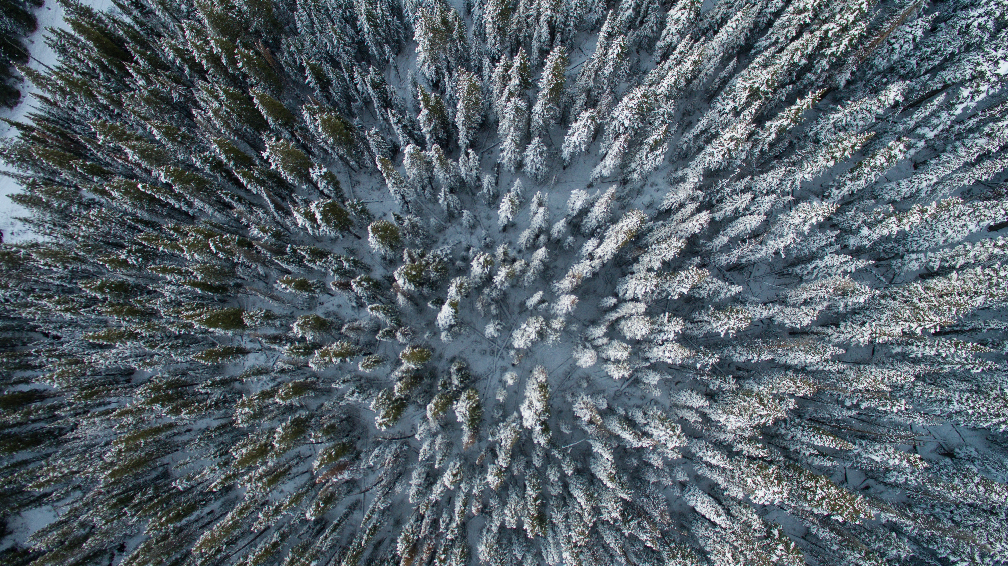 Aerial view of snow-covered forest in Colorado HD Wallpaper