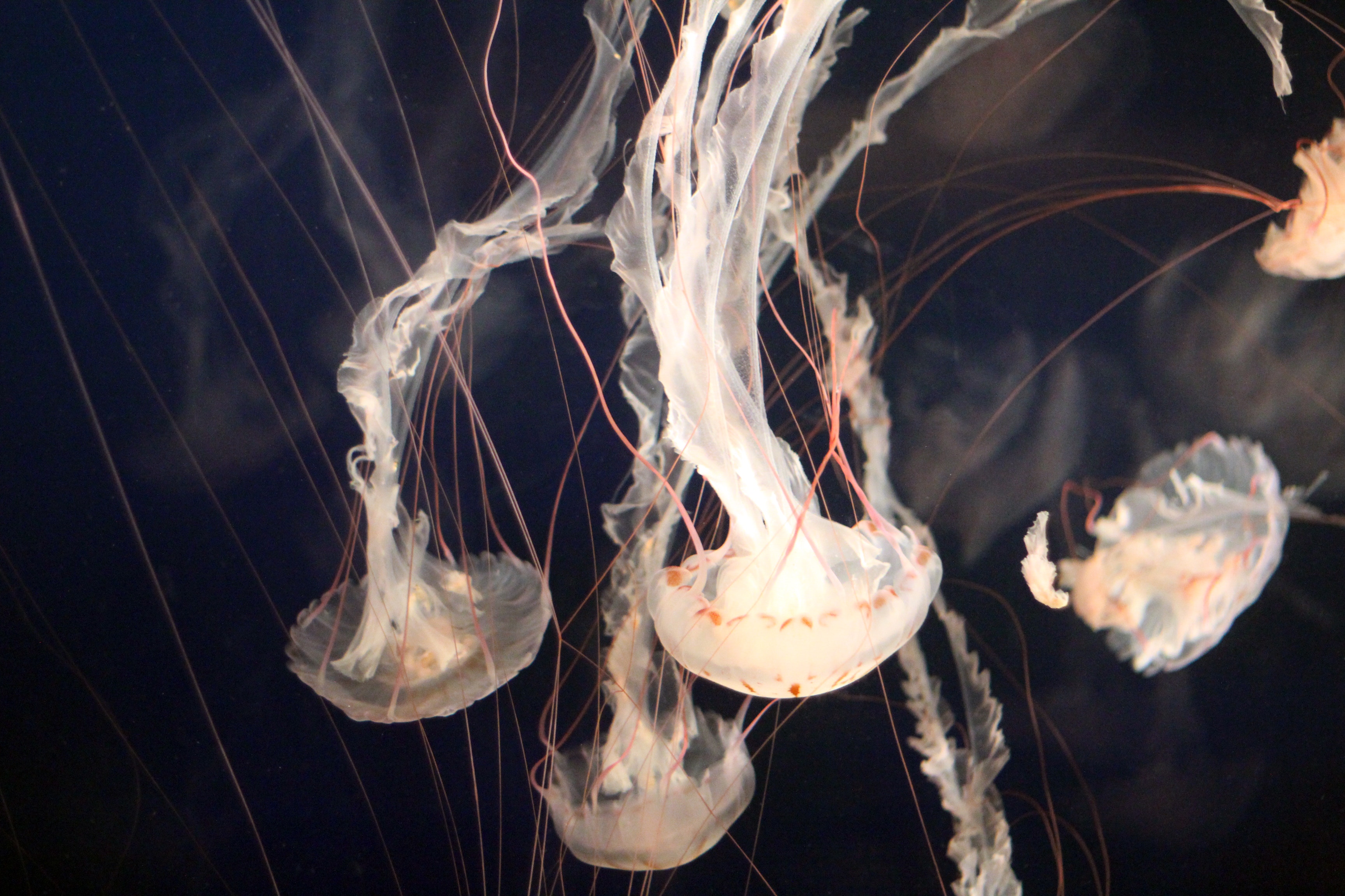 Several jellyfish with long tentacles underwater HD Wallpaper