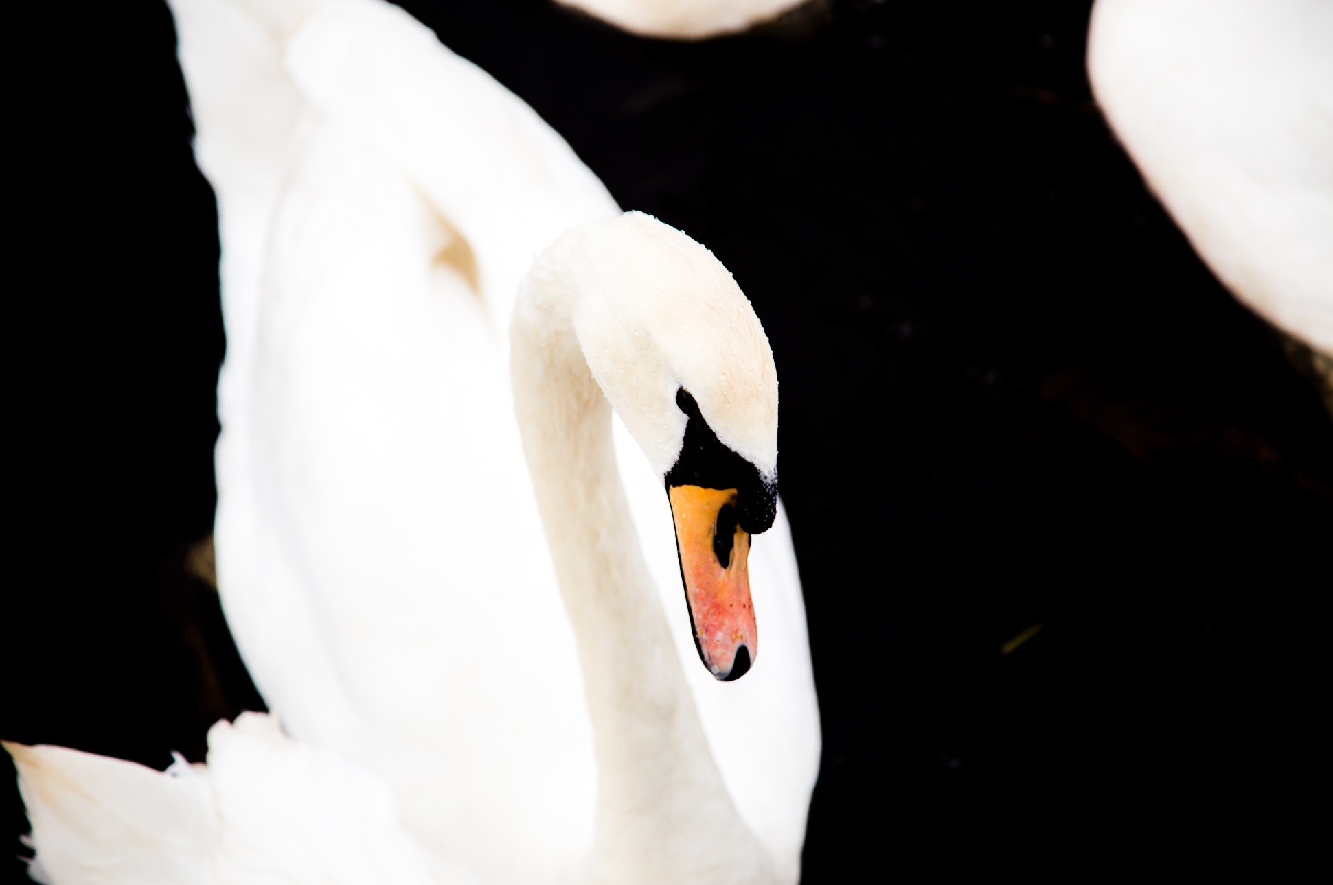White swan with black background HD Wallpaper