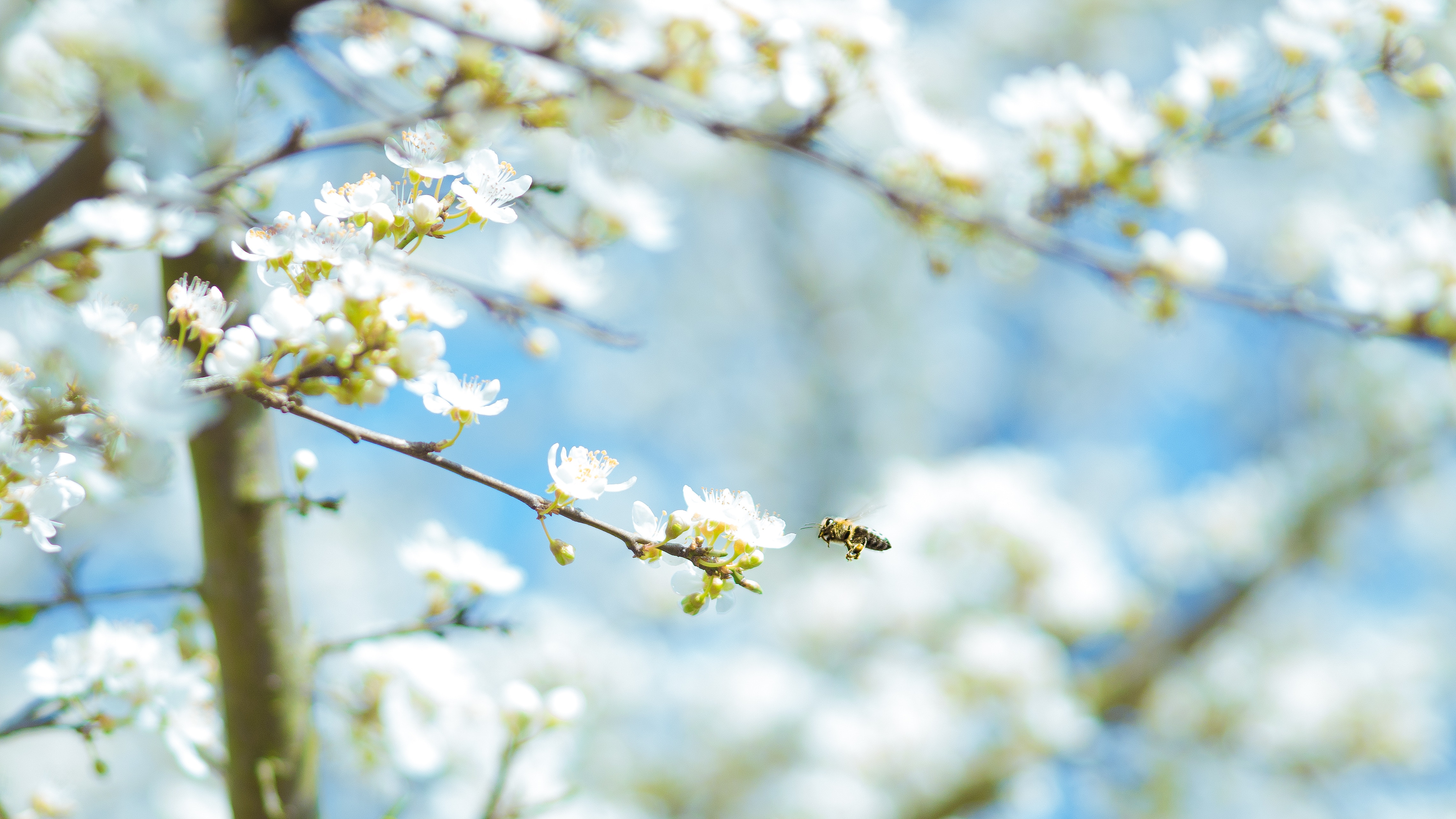 Bee flying near white blossoms on a tree branch HD Wallpaper