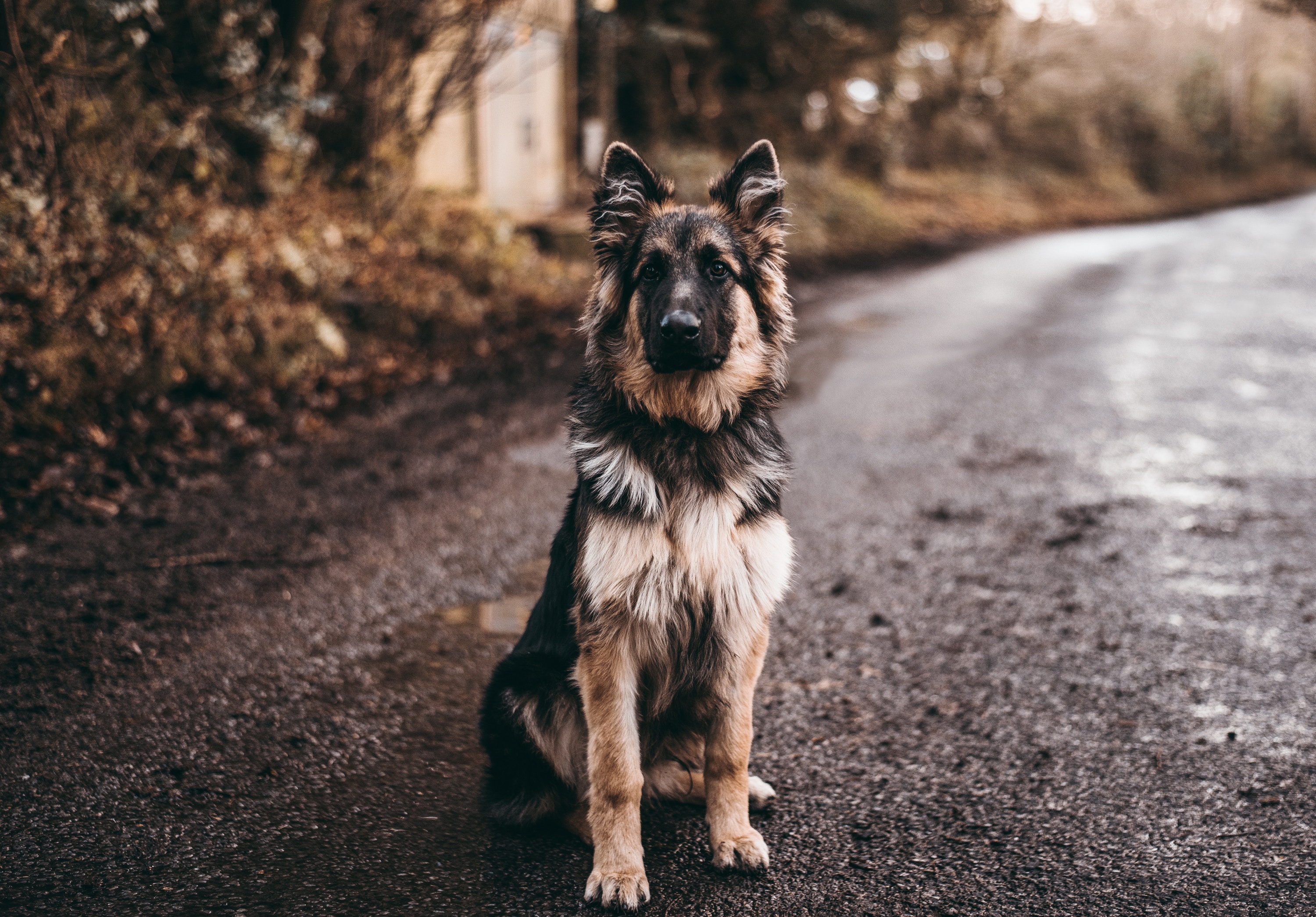 German Shepherd sitting on a country road HD Wallpaper