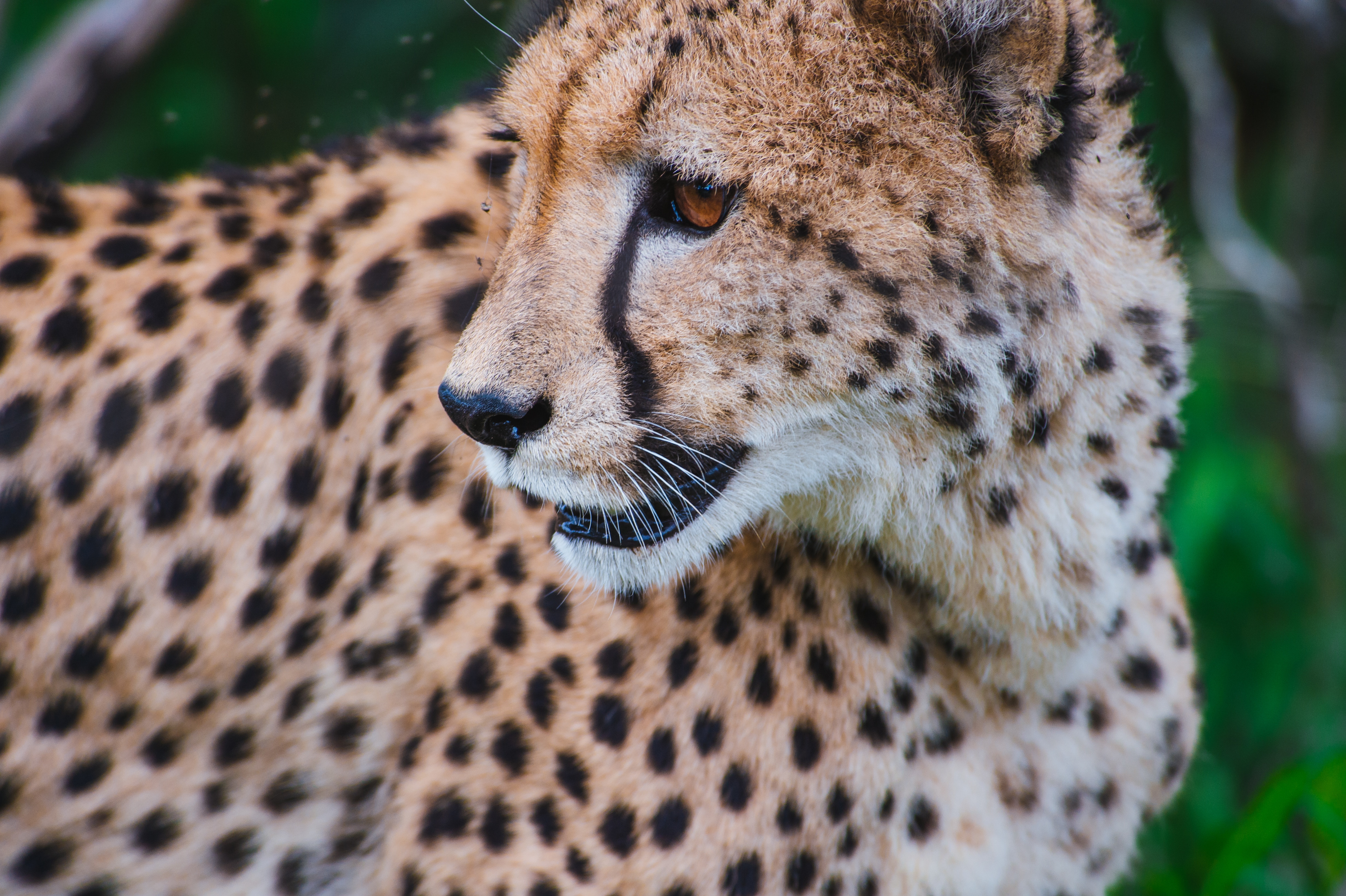Close-up of a cheetah with black spots HD Wallpaper