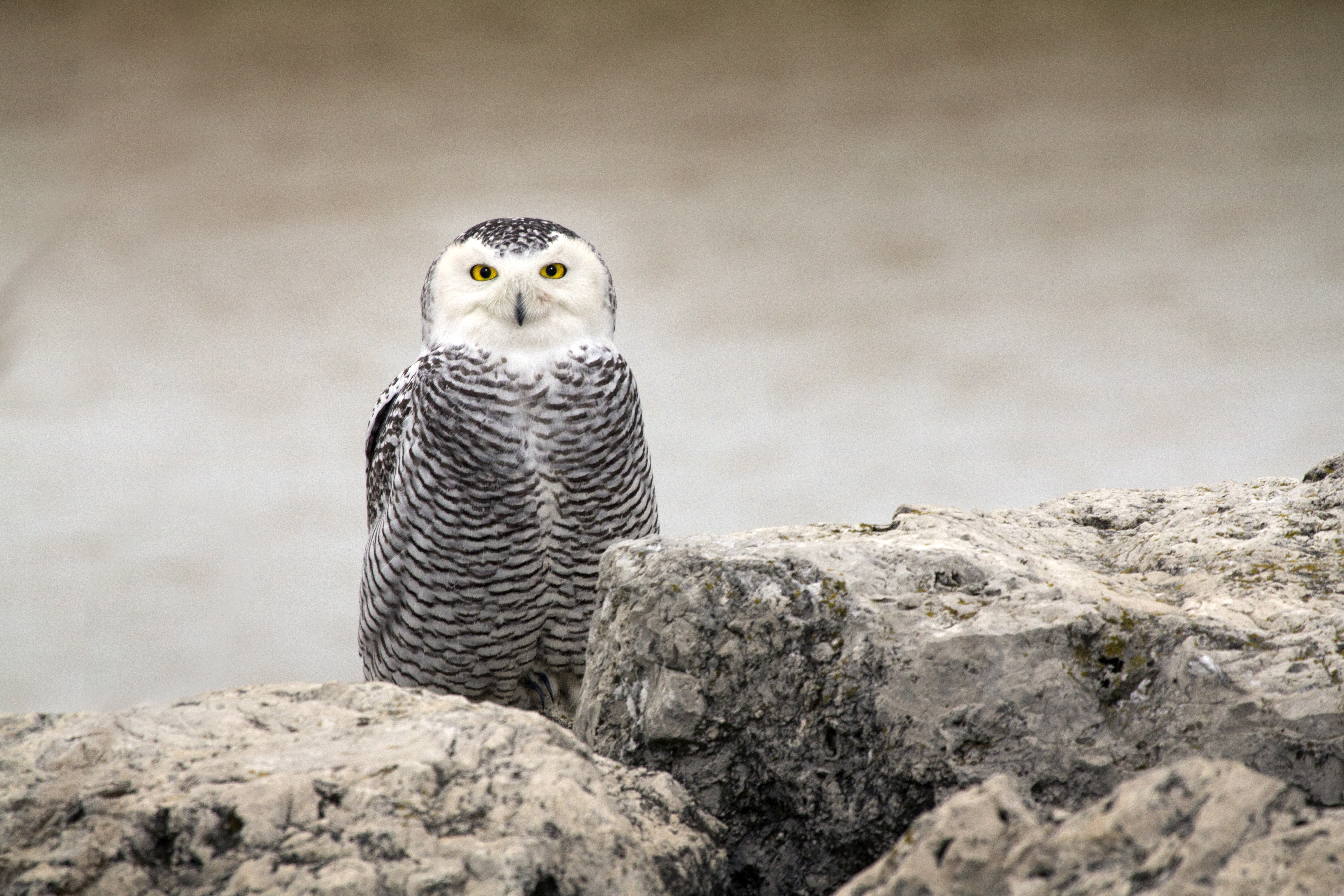 Snowy owl perched on rocks near water HD Wallpaper