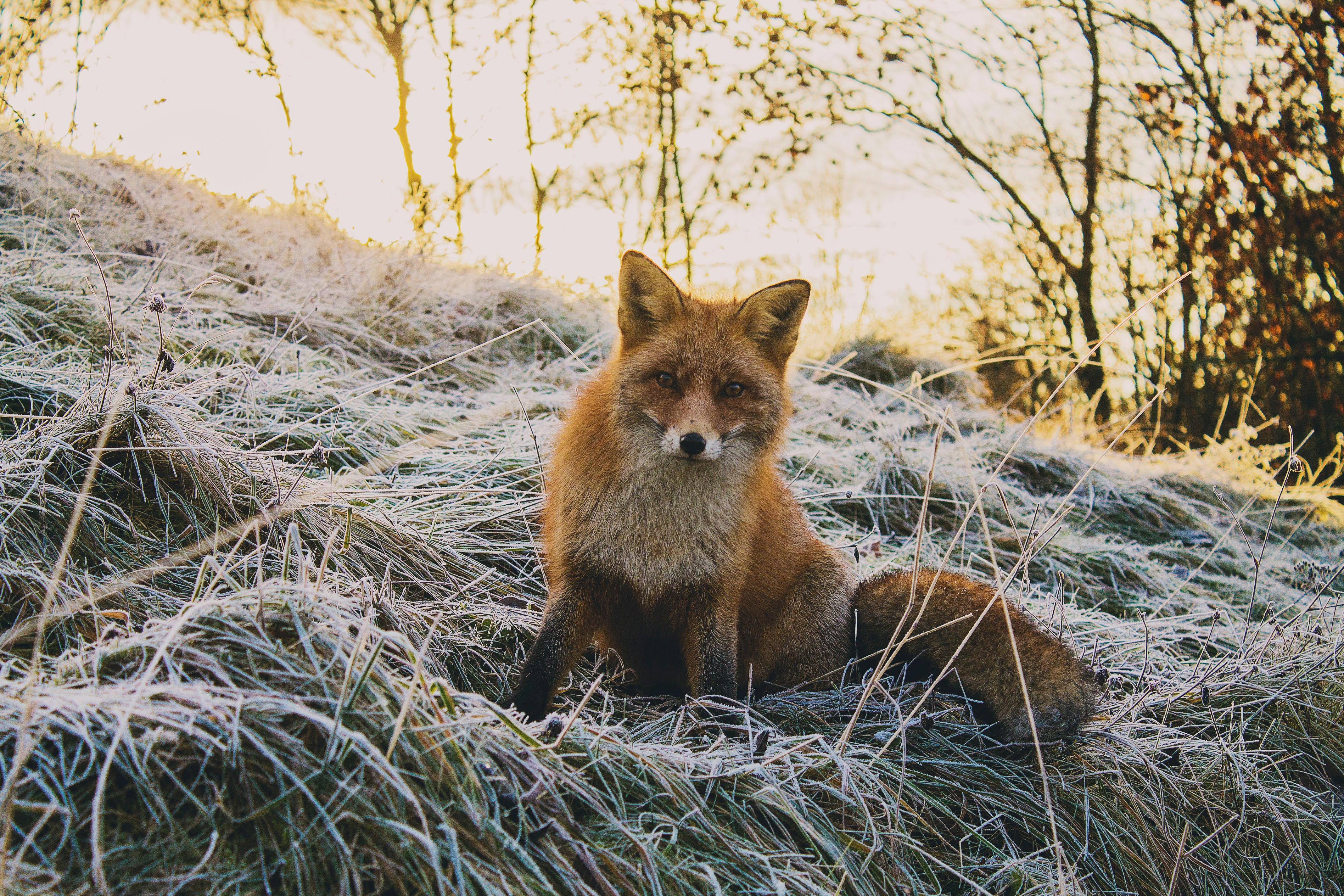 Red fox sitting in frosty grass during sunrise HD Wallpaper