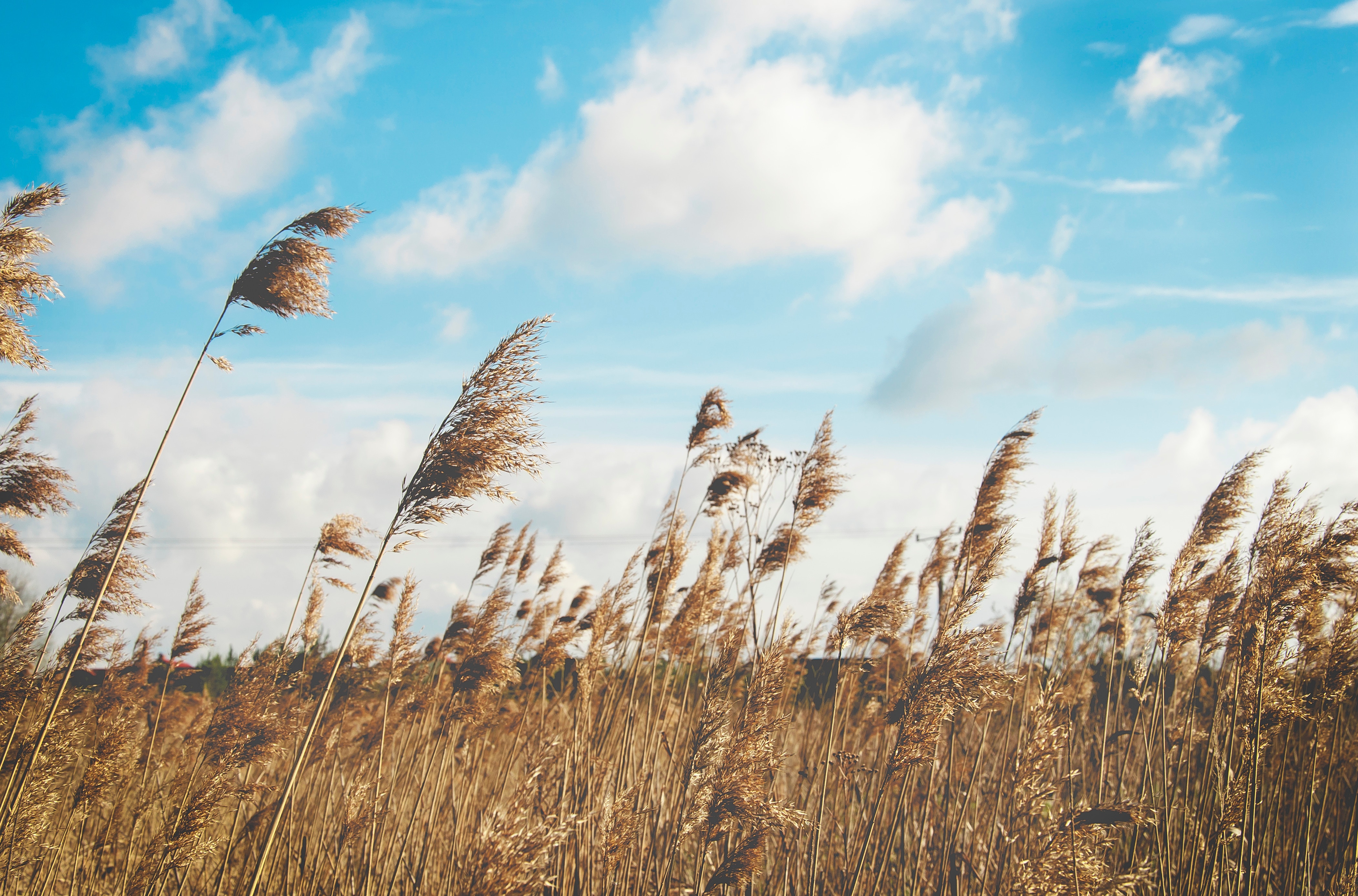 Tall grass blowing in the wind under a blue sky HD Wallpaper