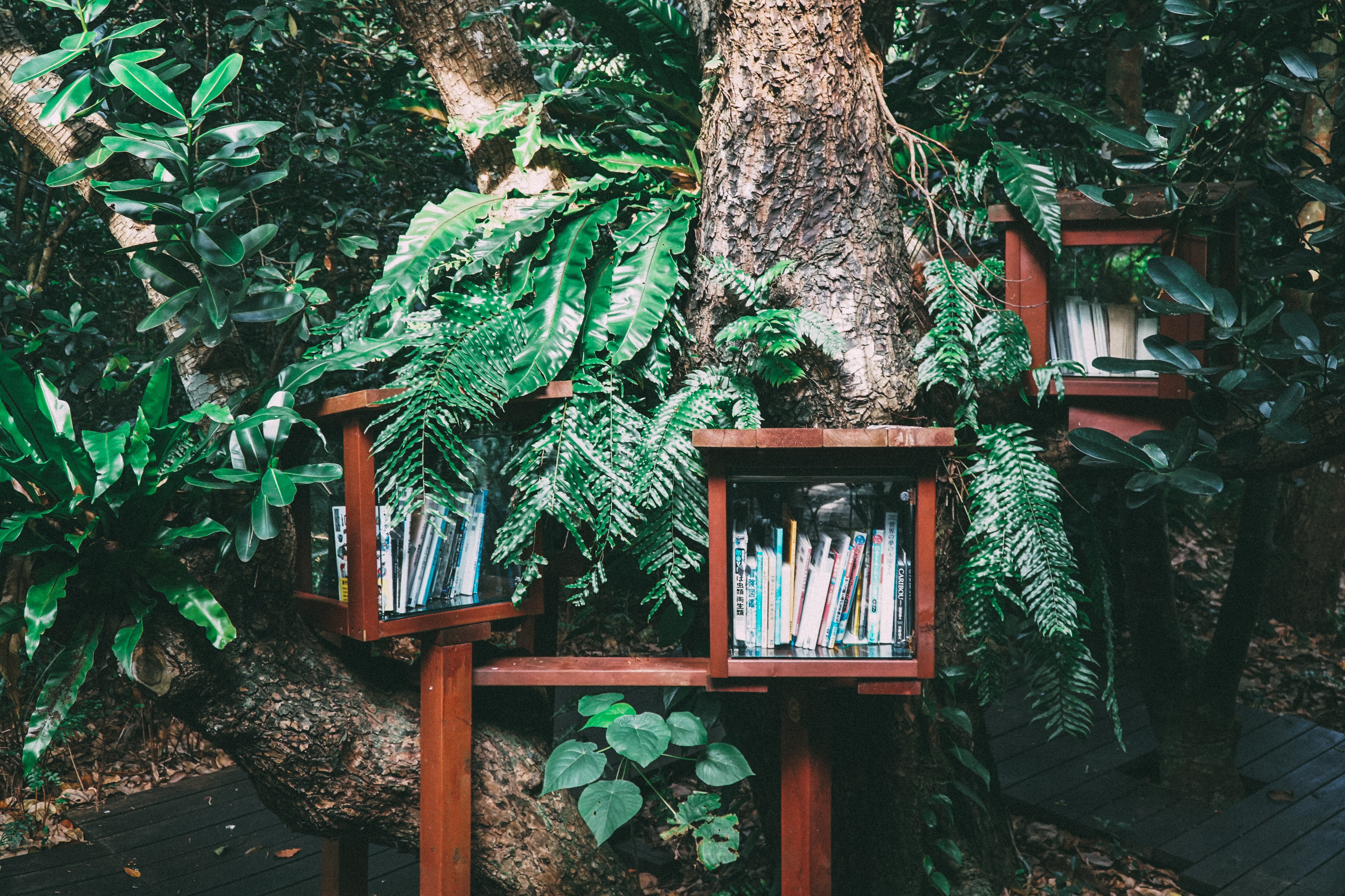 Bookshelves built into a tree in a forest HD Wallpaper
