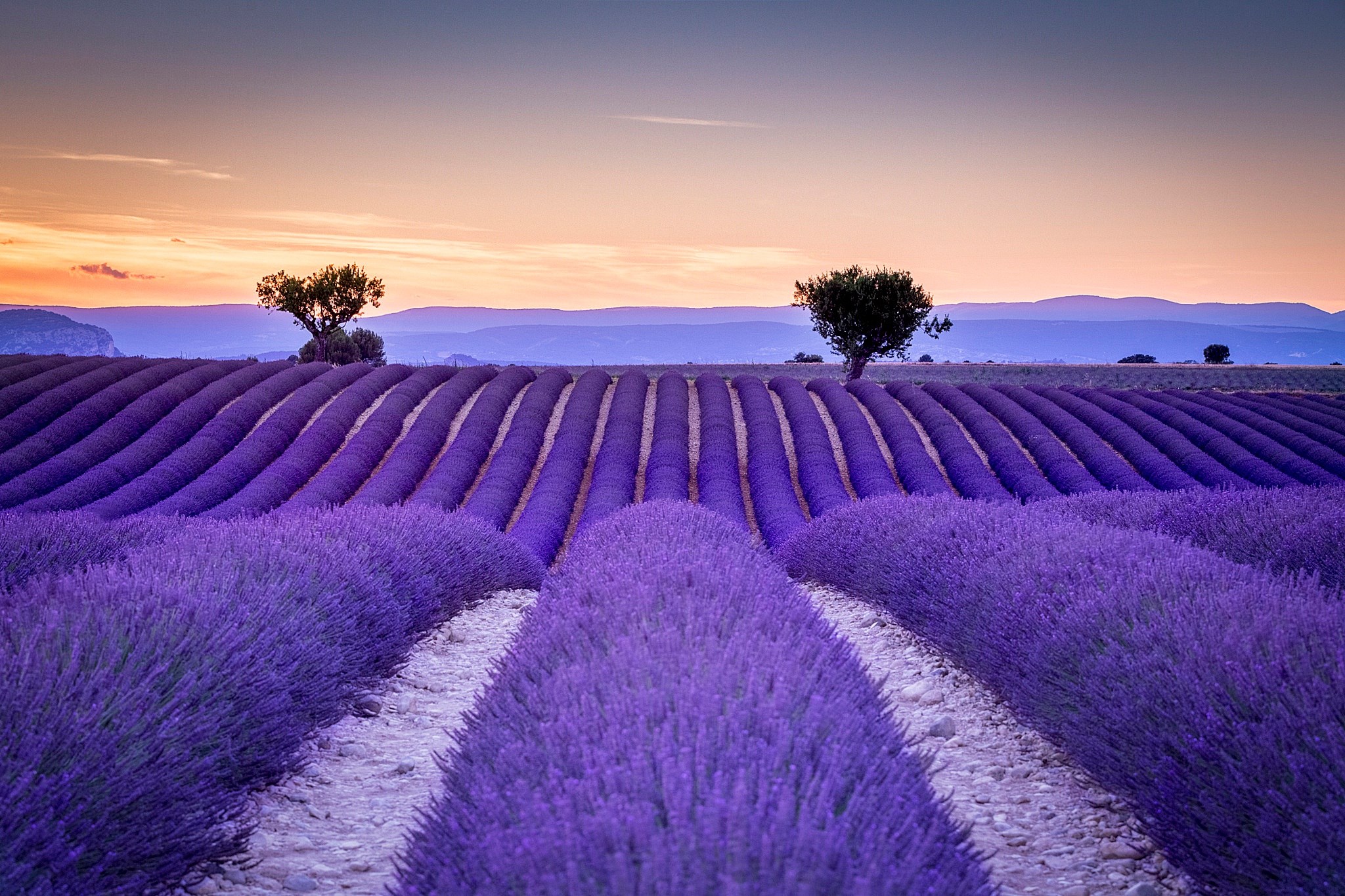 Lavender field at sunset with trees HD Wallpaper