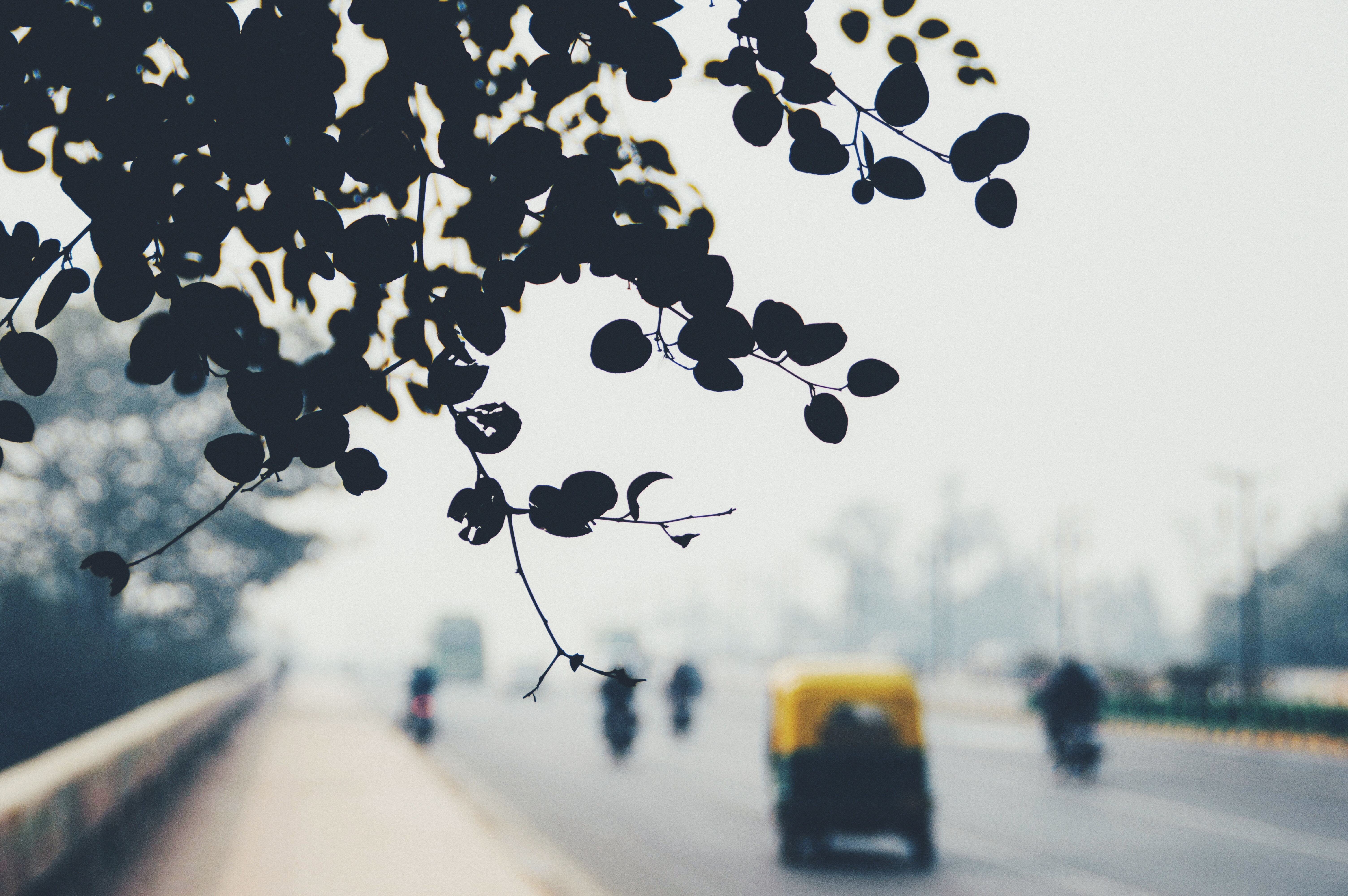Silhouette of leaves over a foggy city street with traffic HD Wallpaper
