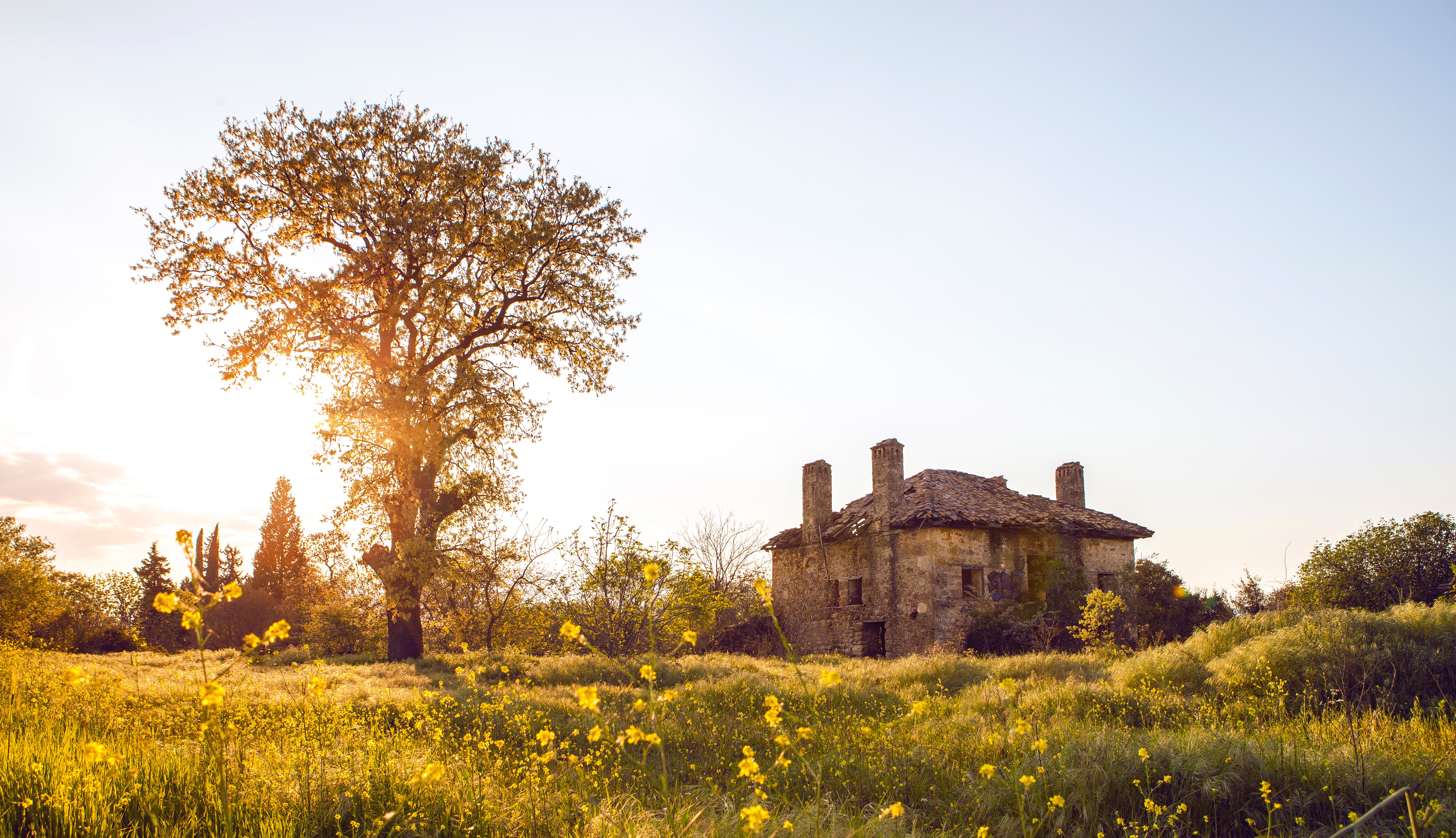 Old stone house ruin in a wildflower field at golden hour HD Wallpaper