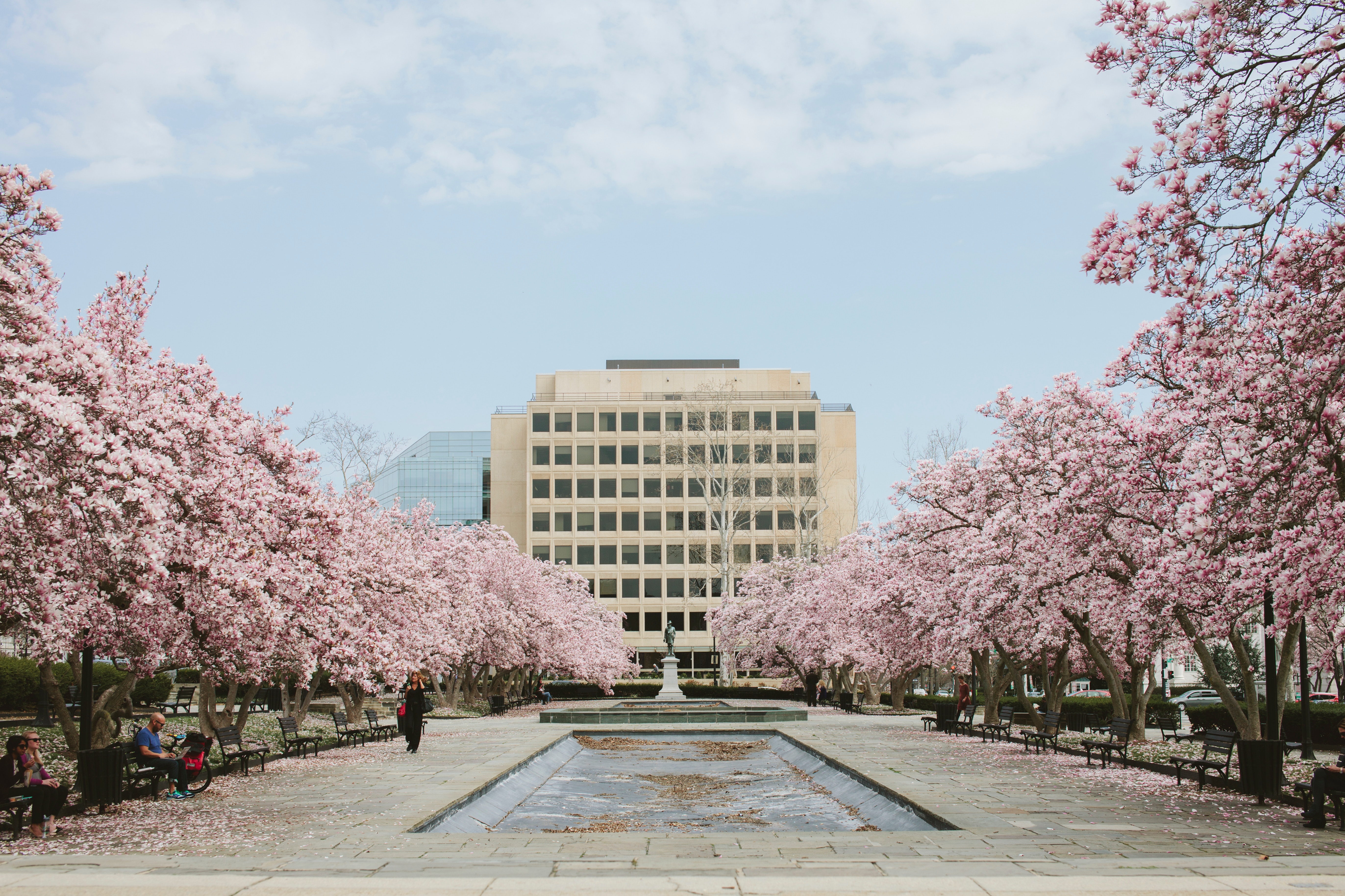 Washington DC Cherry Blossoms in Bloom HD Wallpaper