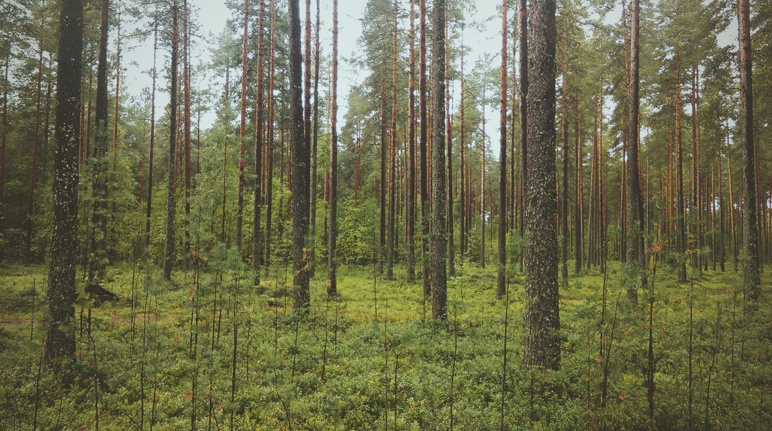 Pine forest with green undergrowth and tall trees HD Wallpaper