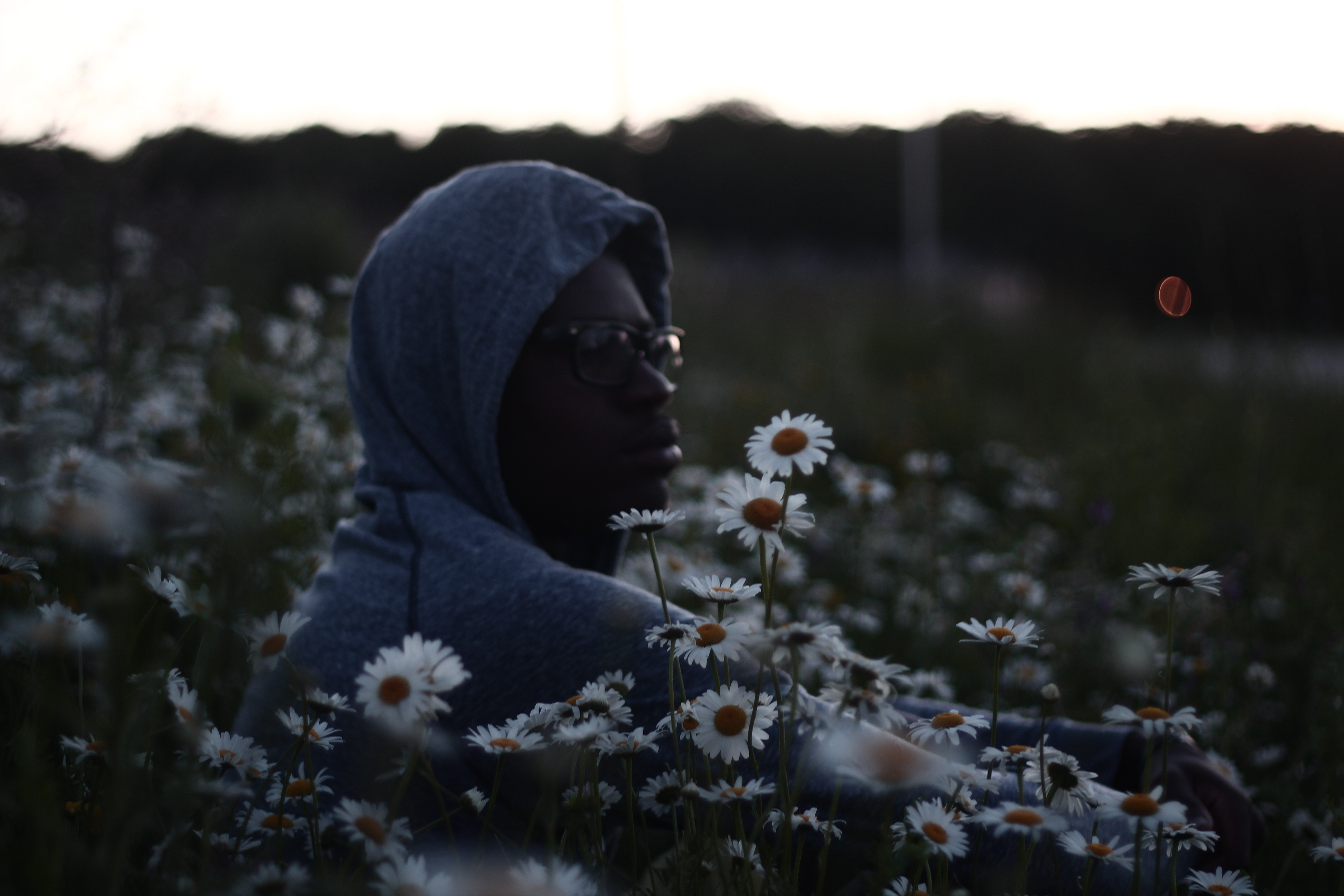 Man in hoodie sitting in a field of daisies HD Wallpaper