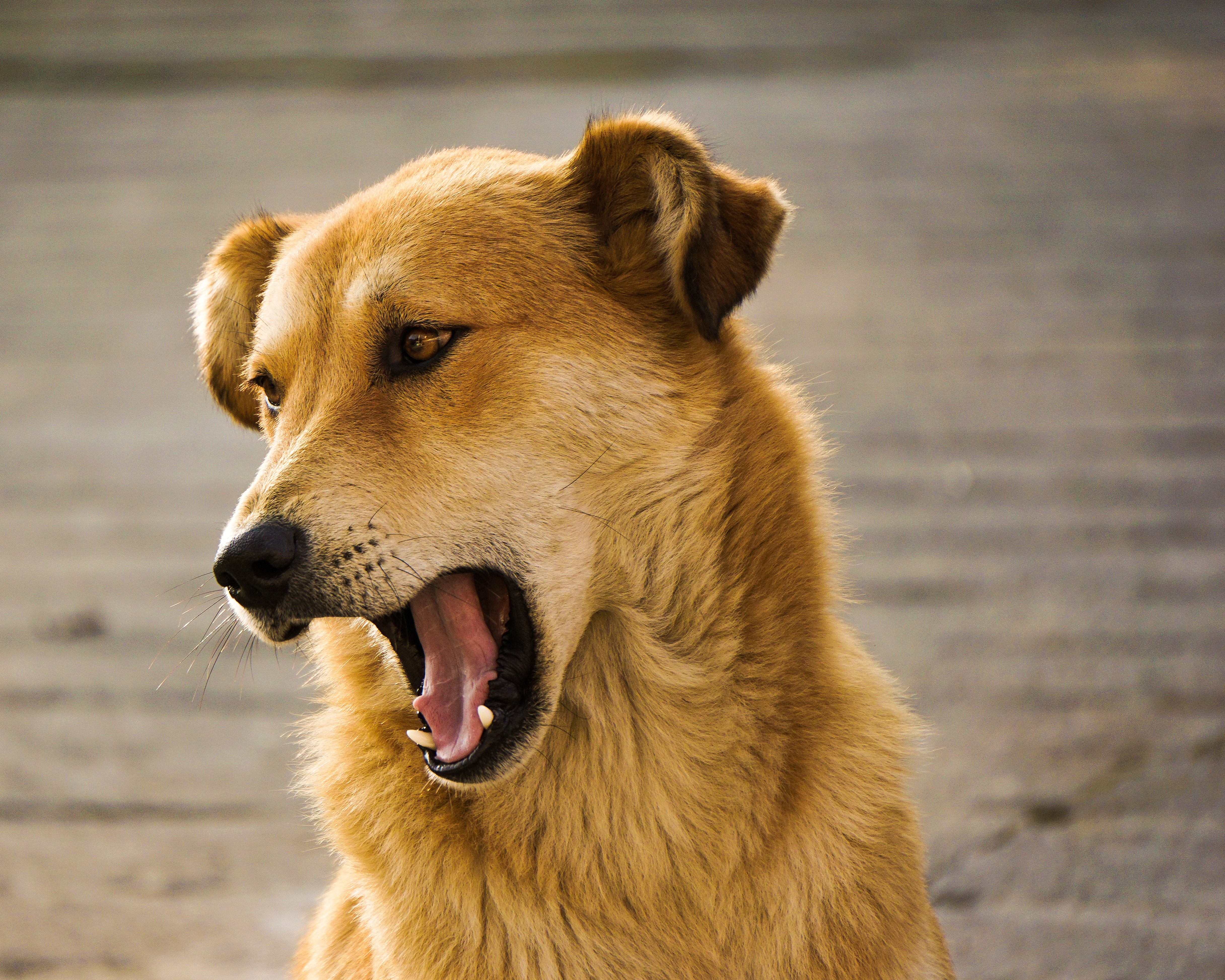 Golden dog yawning outdoors HD Wallpaper