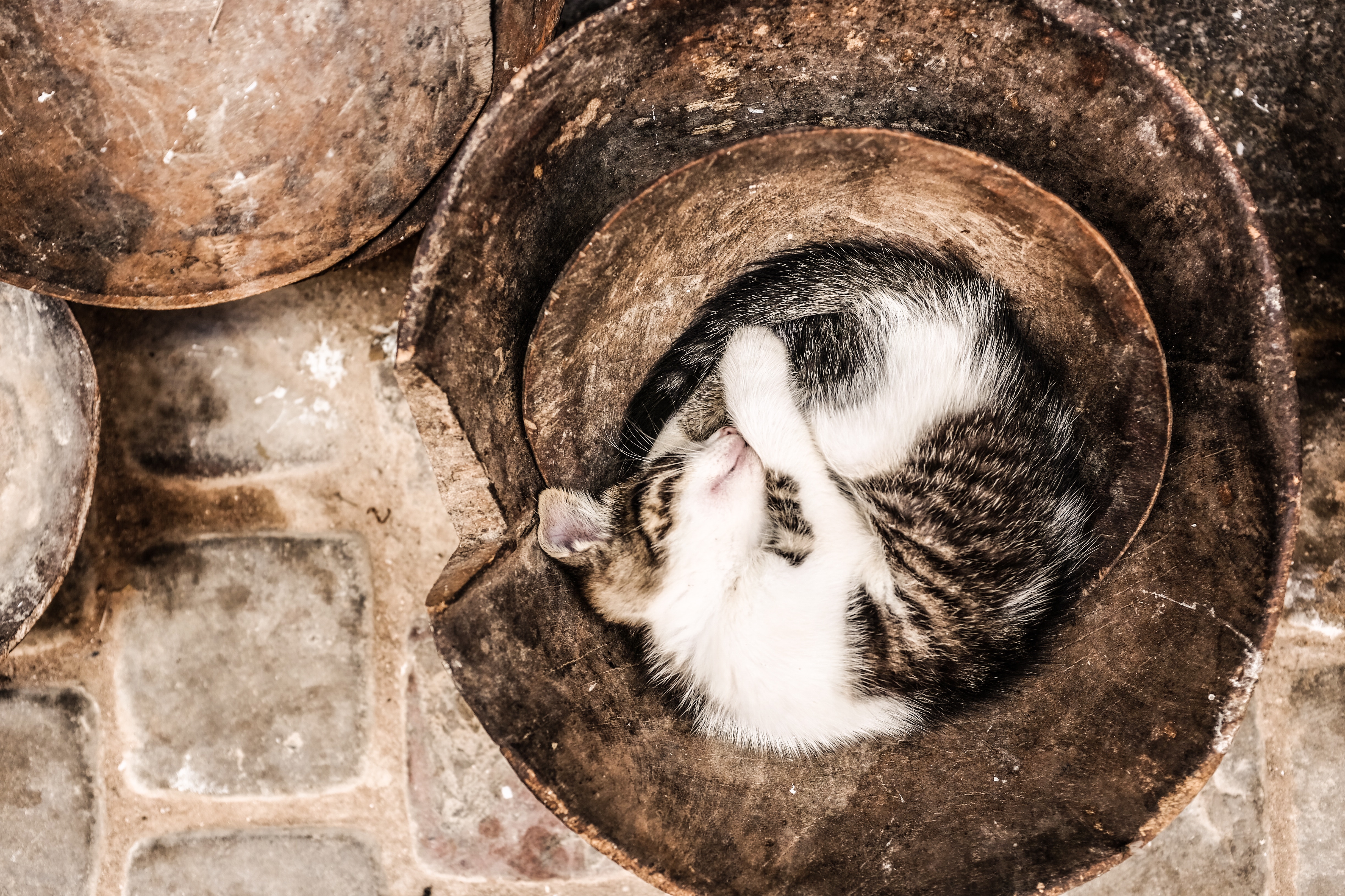 Kitten sleeping curled up in a pot HD Wallpaper