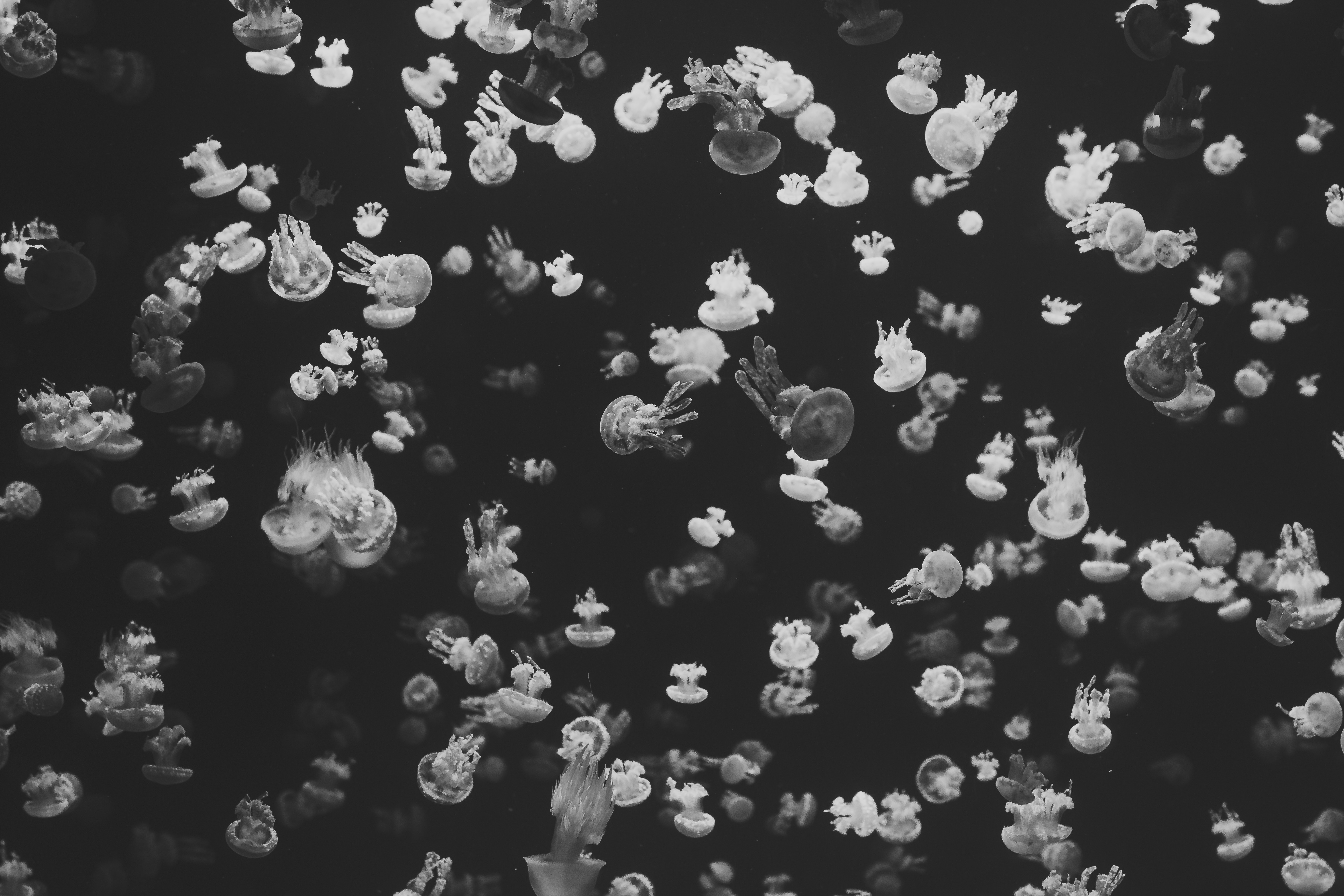 A dark aquarium filled with many jellyfish HD Wallpaper