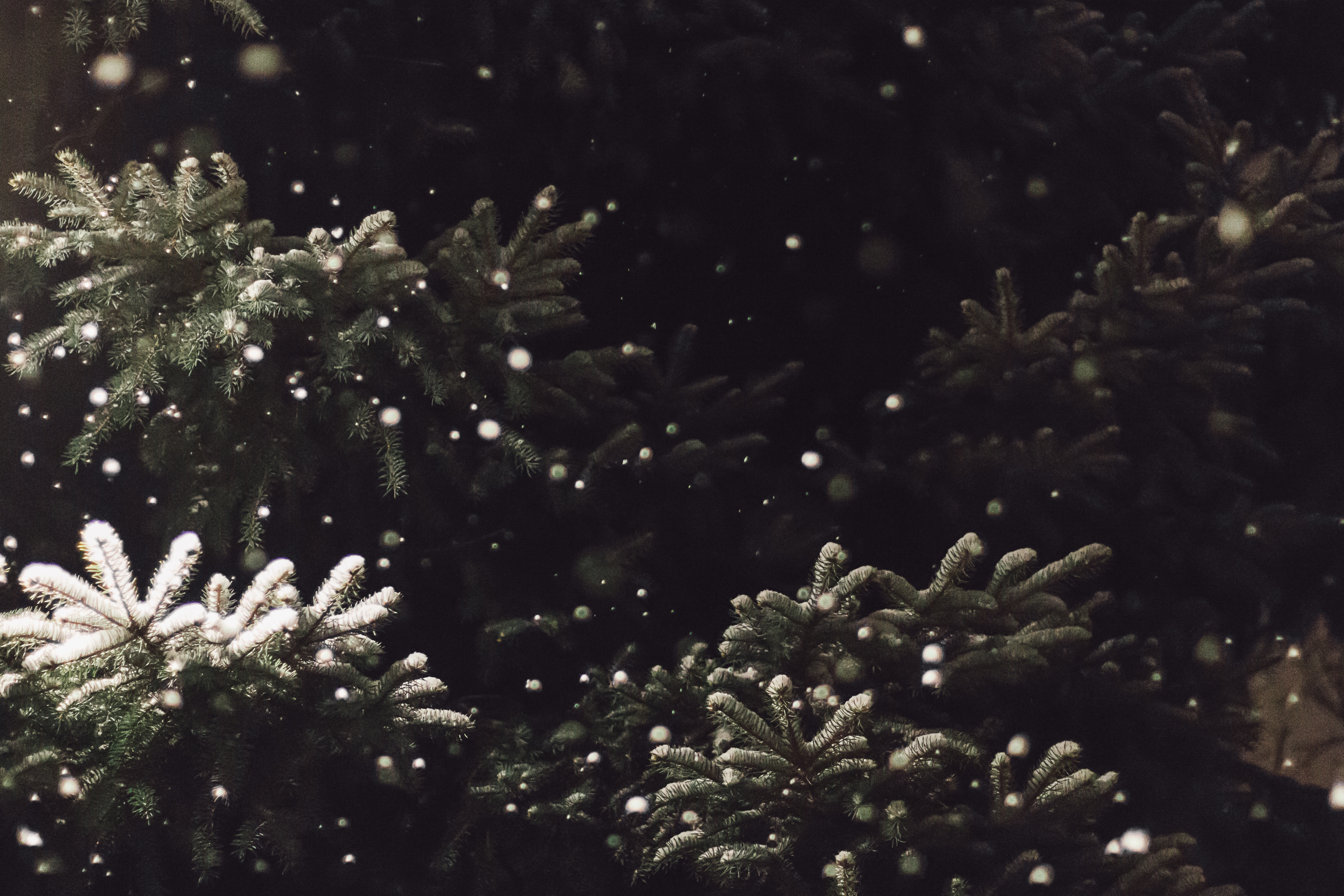 Snow falling on evergreen fir trees at night HD Wallpaper