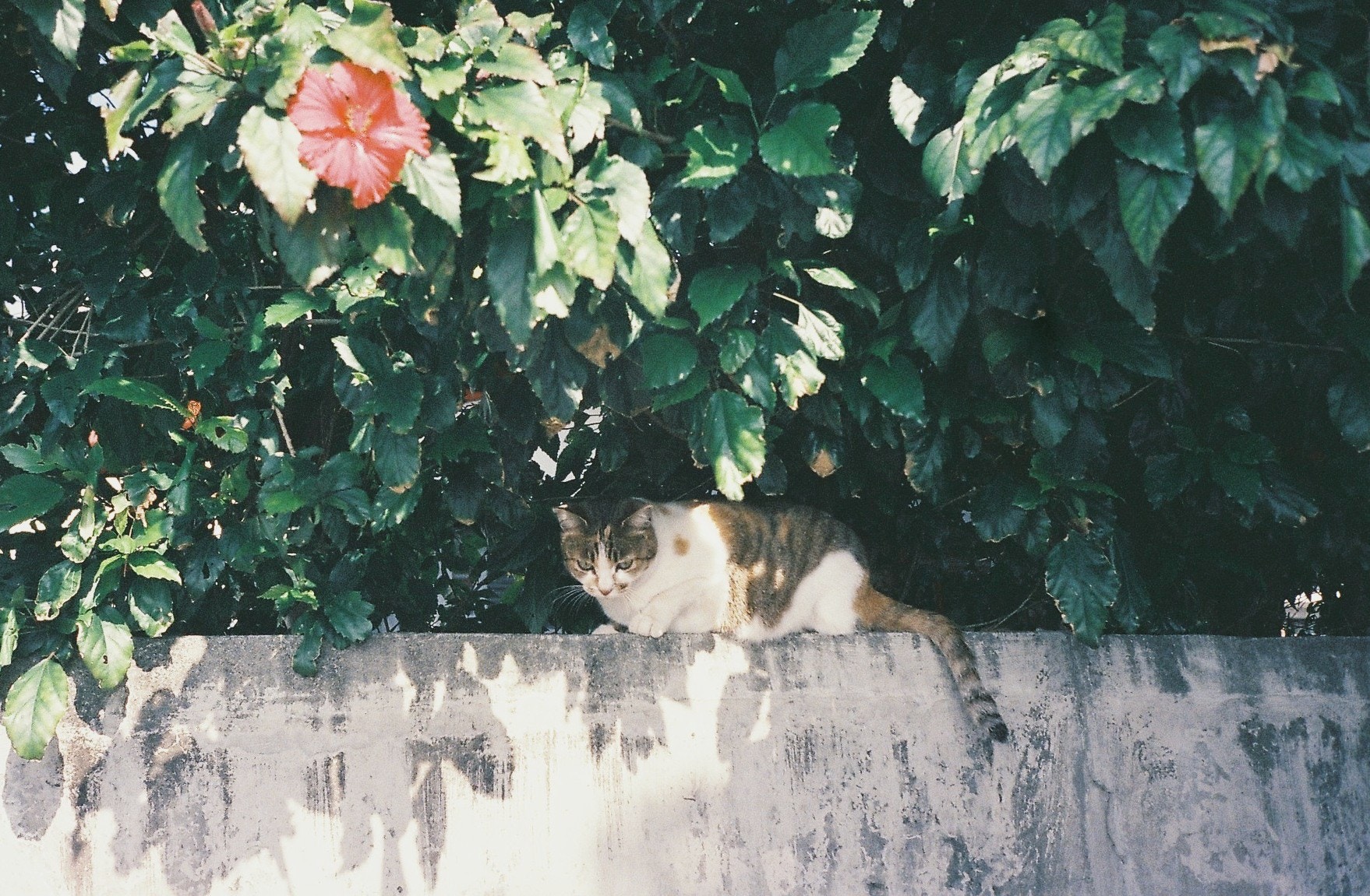 Cat resting on a wall under a hibiscus bush HD Wallpaper