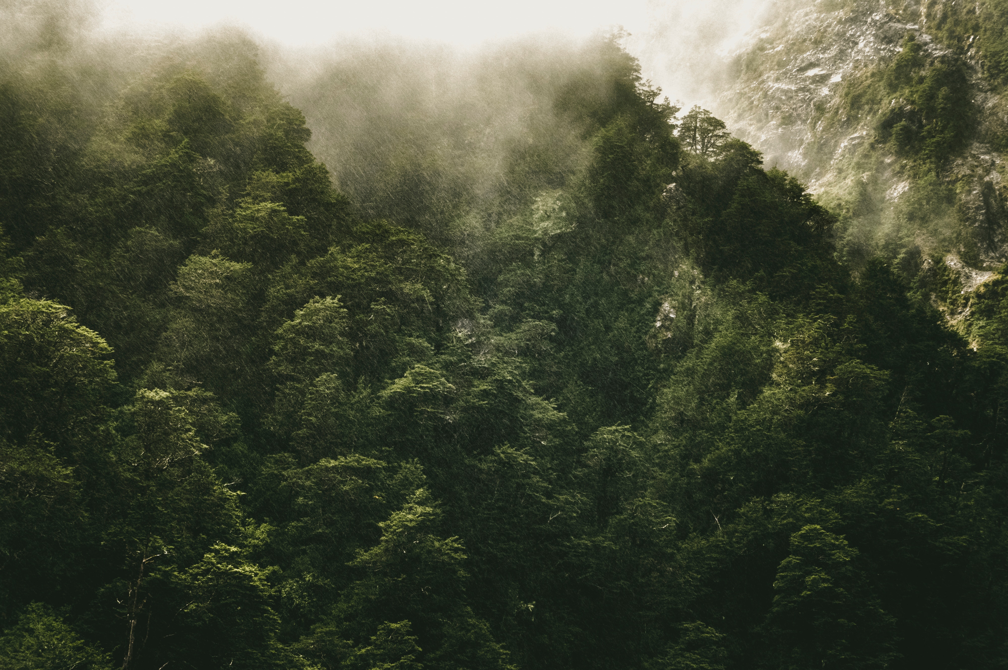 Misty forest on a mountain with rain HD Wallpaper