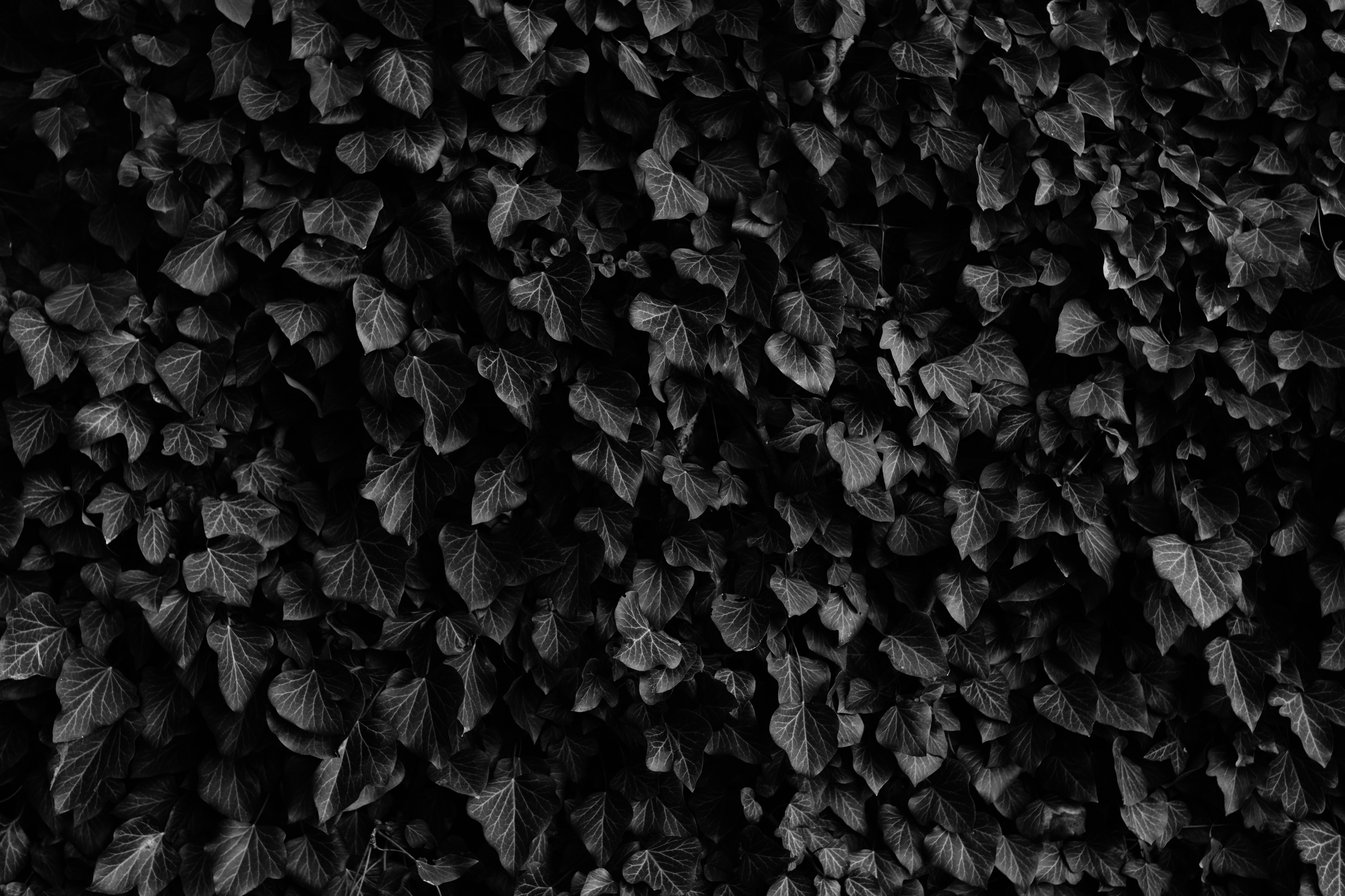 Black and white pattern of ivy leaves HD Wallpaper