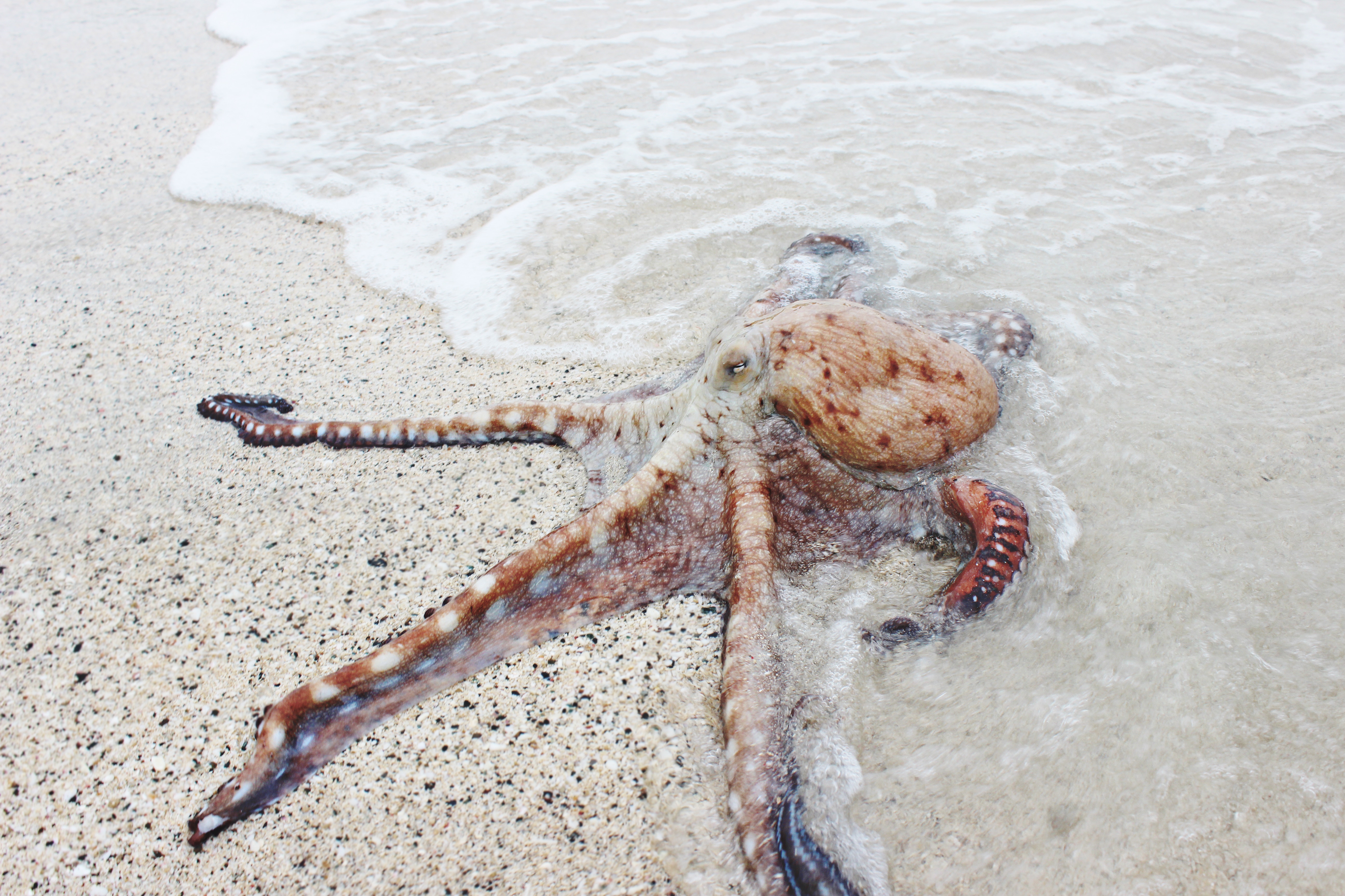 Octopus on a sandy beach with waves HD Wallpaper