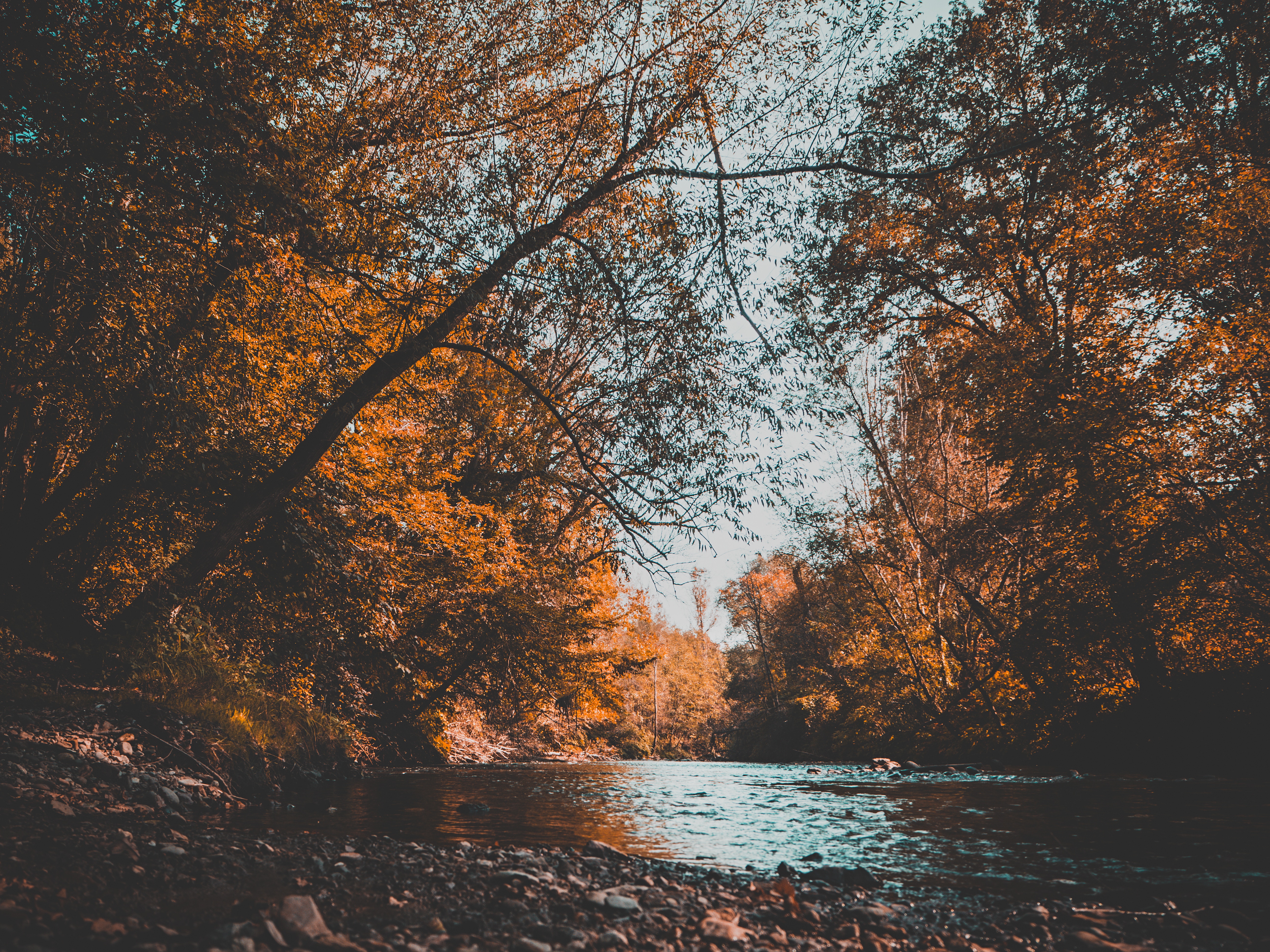 Autumn forest with a river and trees HD Wallpaper