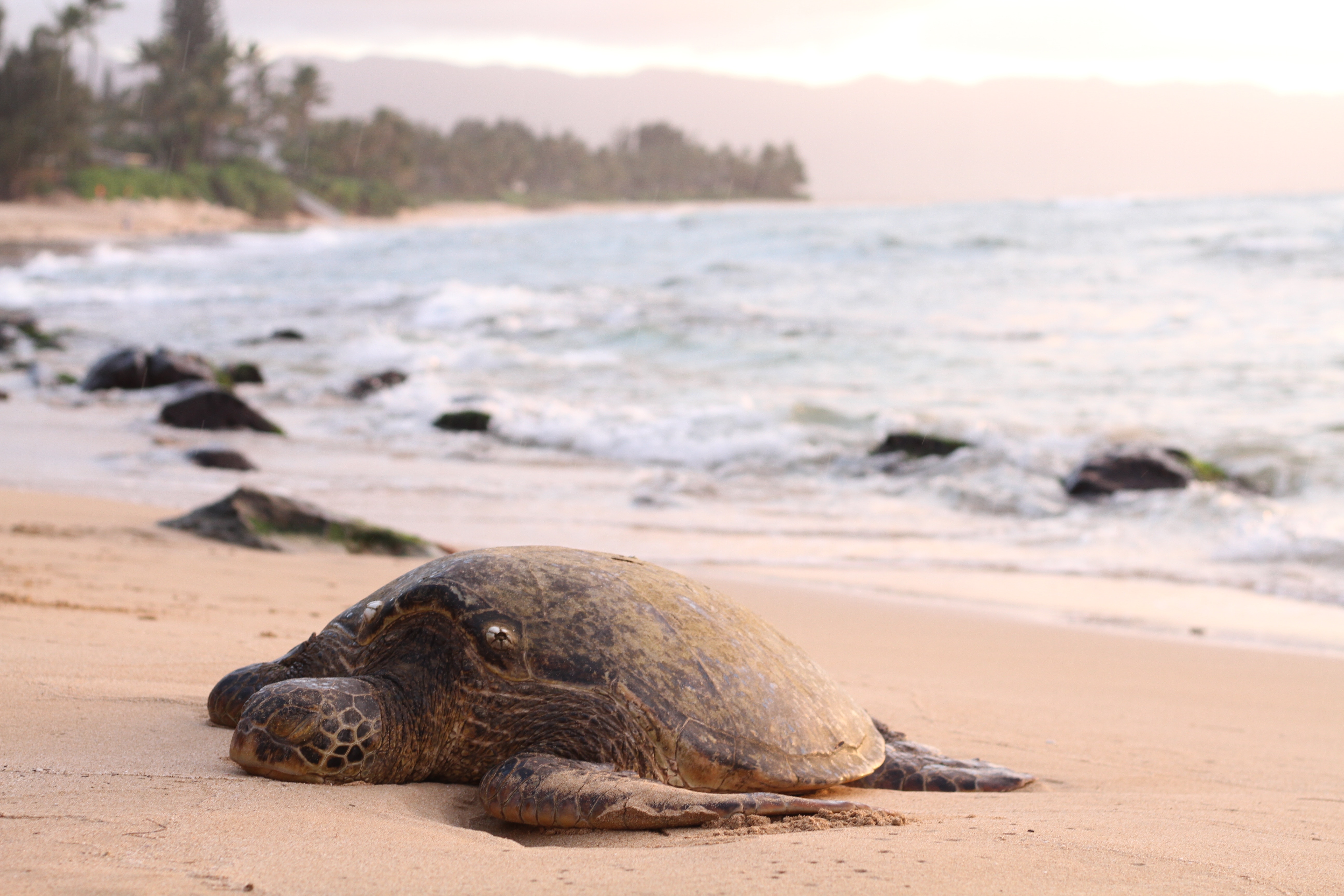 Sea turtle resting on a sandy beach near the ocean HD Wallpaper