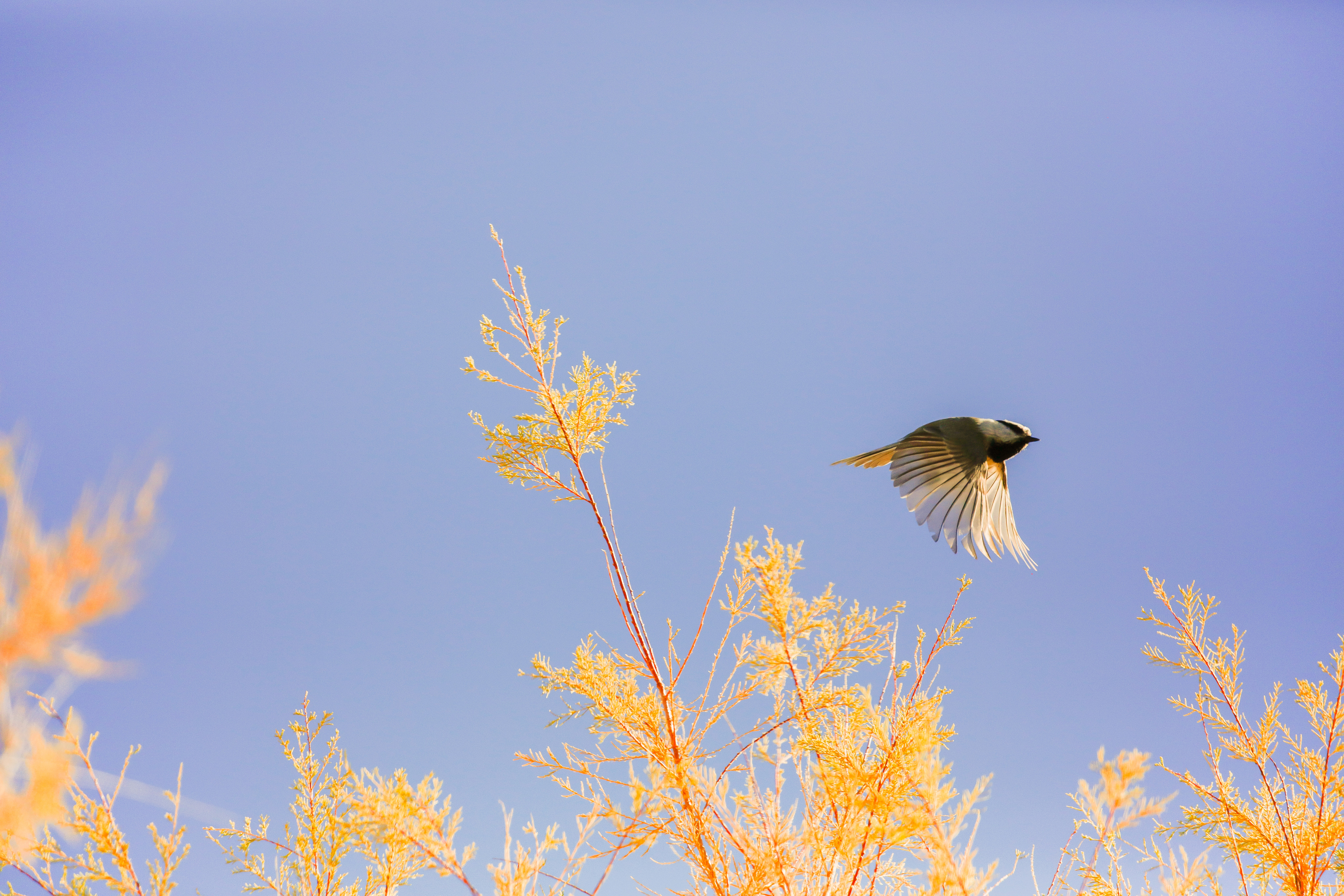 Bird in flight over yellow foliage against blue sky HD Wallpaper