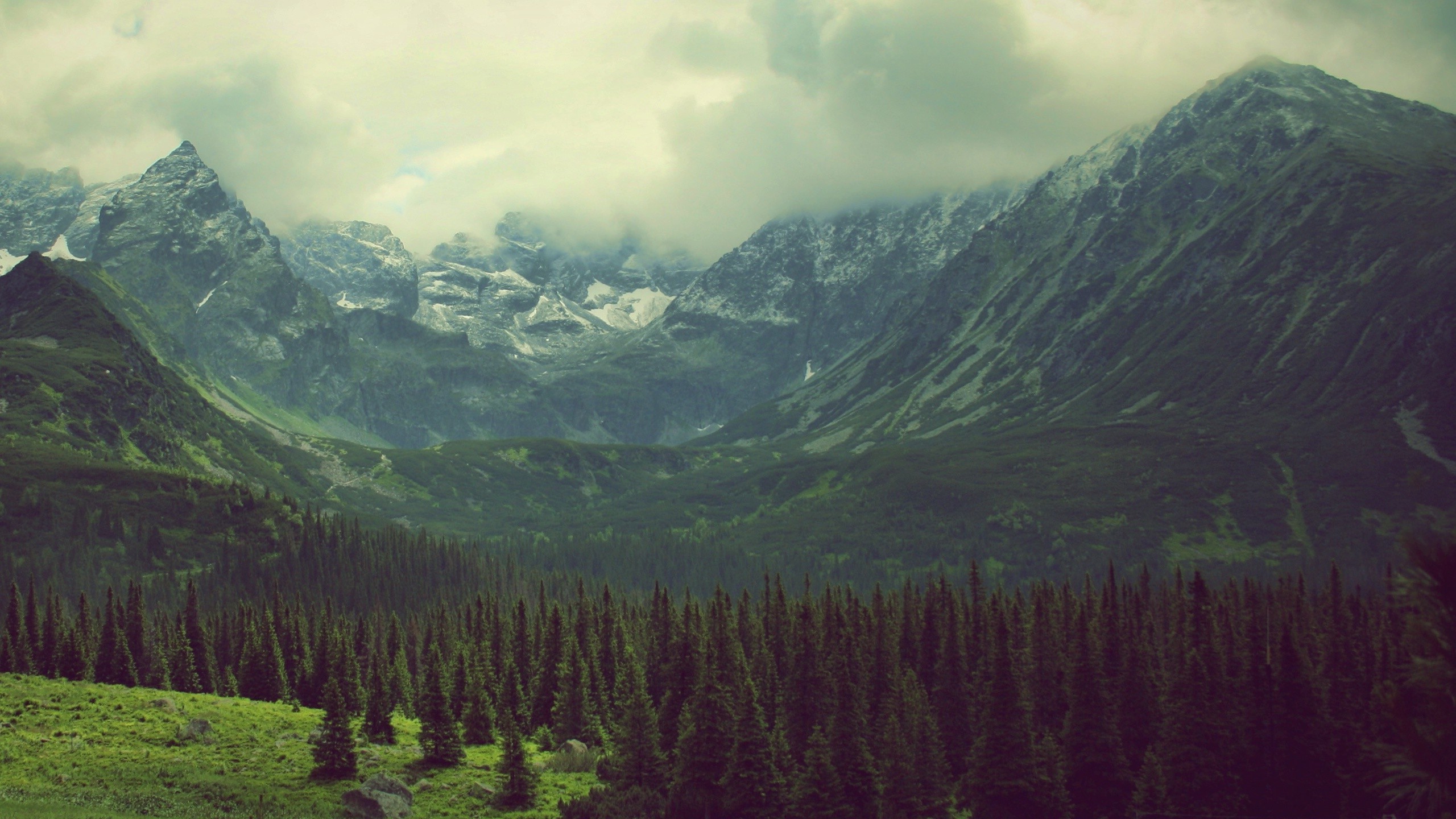 Mountain valley with pine trees and clouds HD Wallpaper