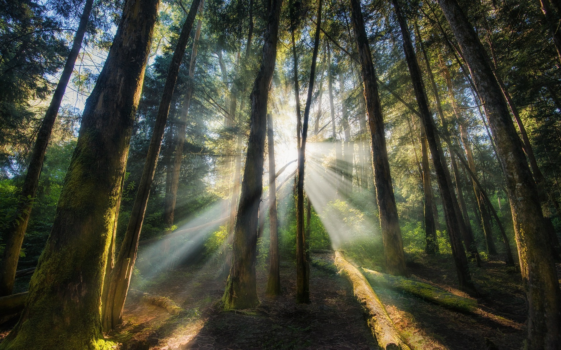 Sun rays filtering through a misty forest HD Wallpaper
