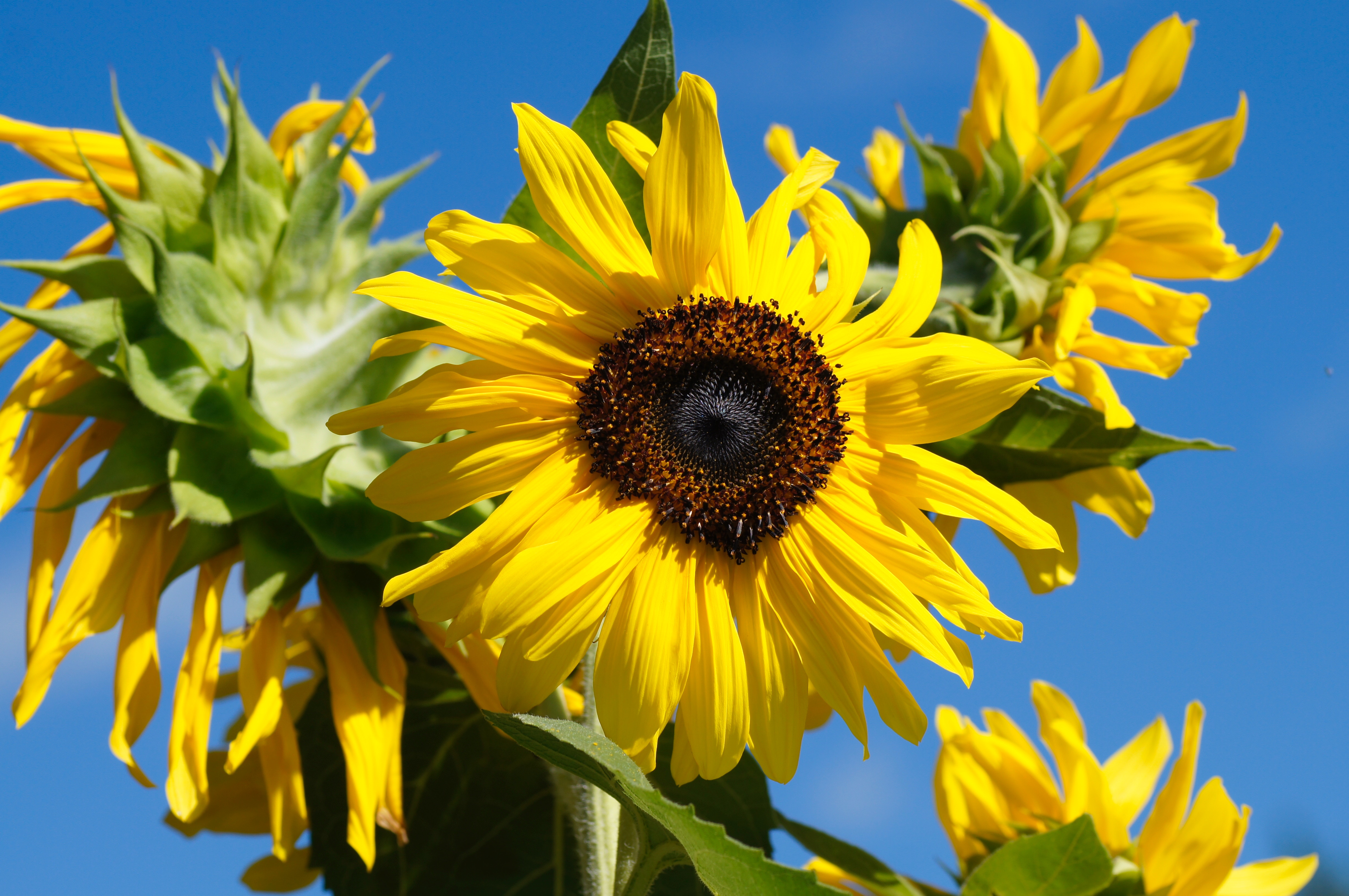Common sunflowers in bloom against a blue sky HD Wallpaper