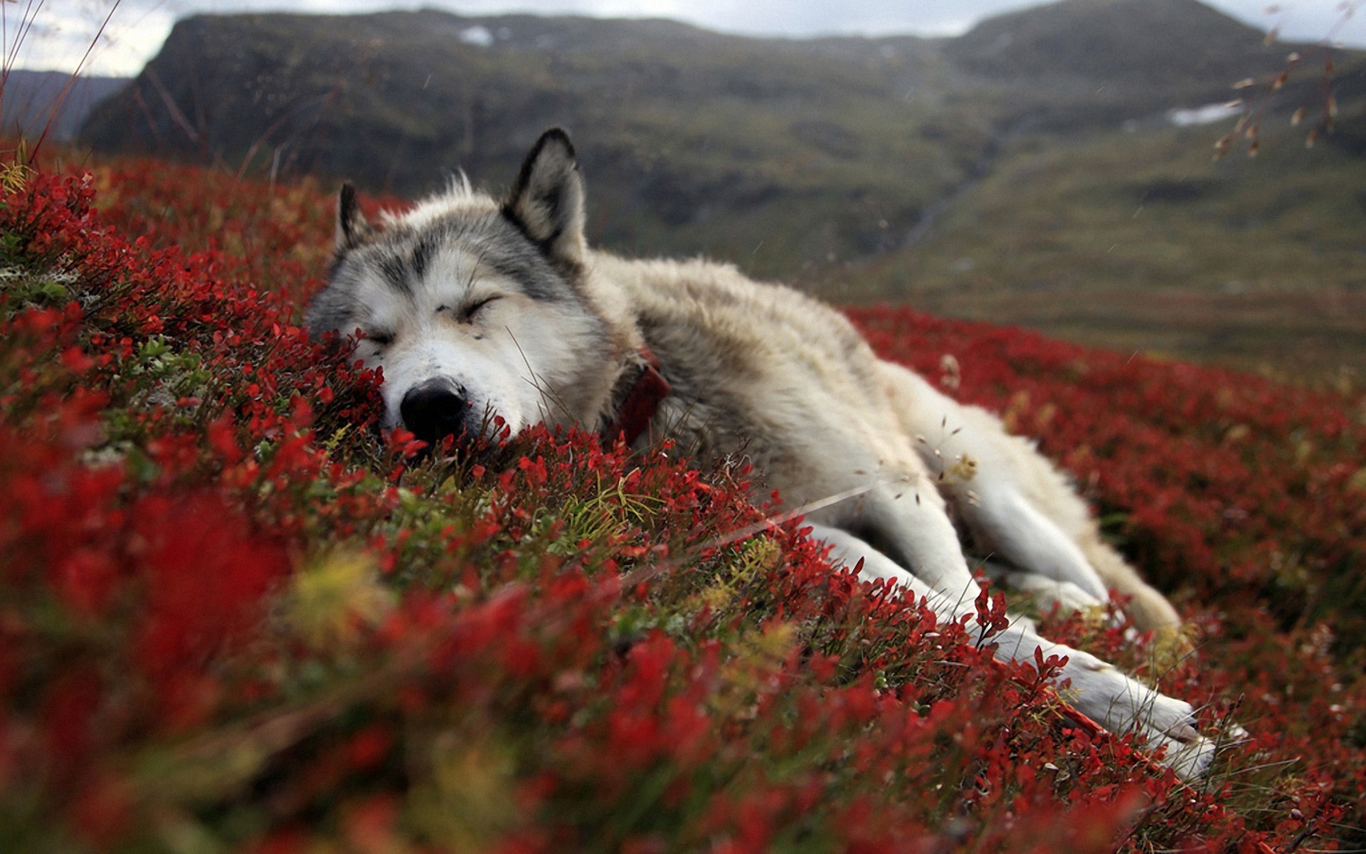 Husky dog sleeping in red flowers on a hill HD Wallpaper