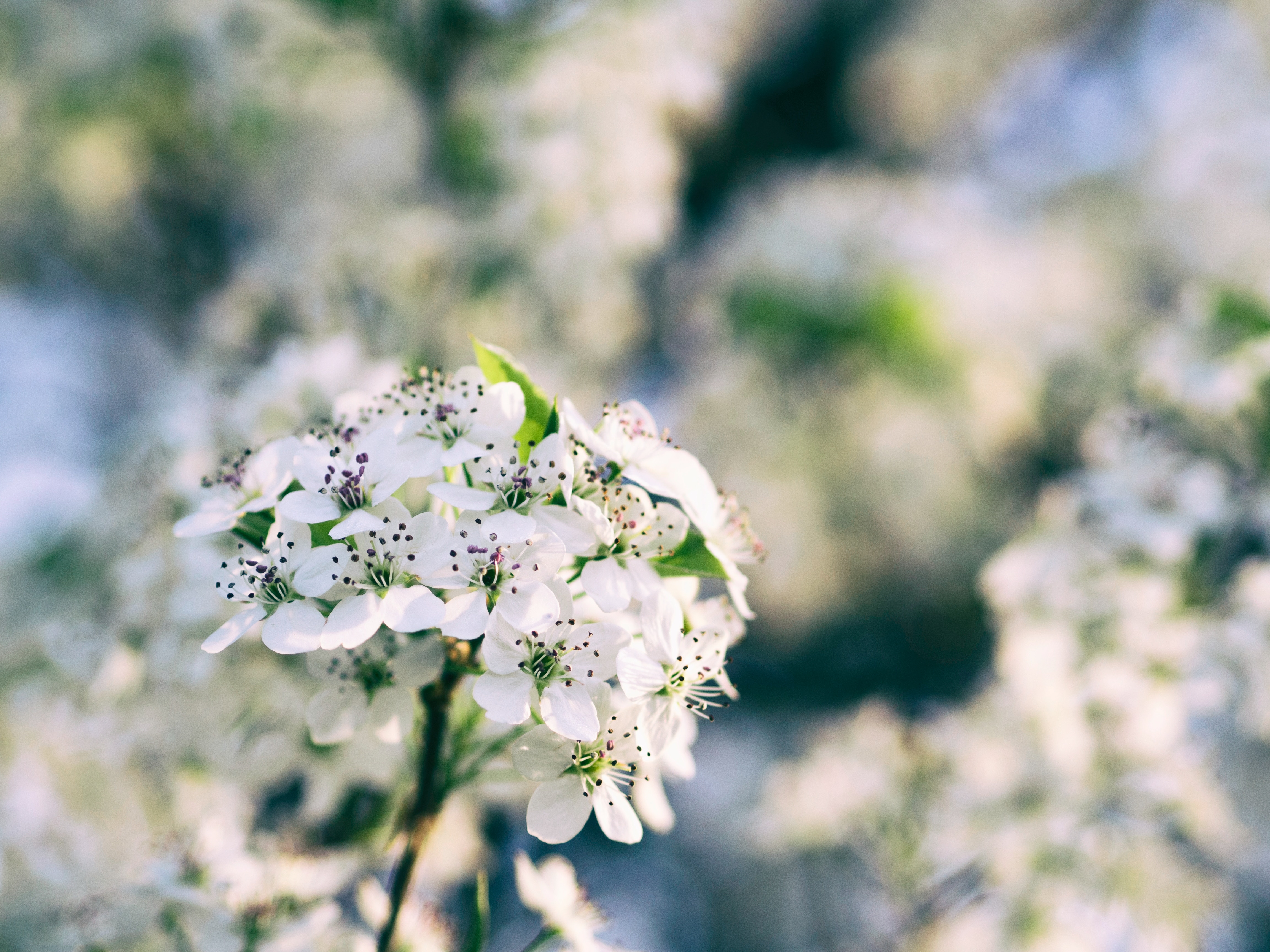 White cherry blossoms on a branch with bokeh background HD Wallpaper