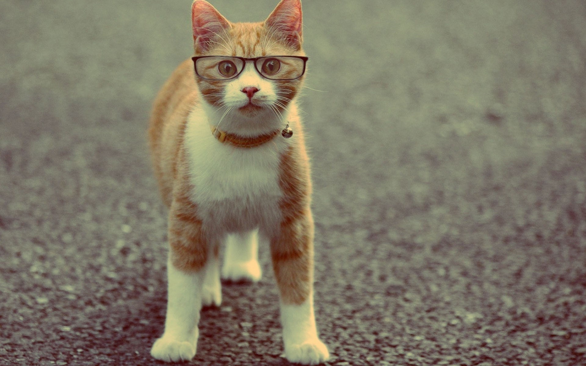 Orange and white cat wearing glasses HD Wallpaper