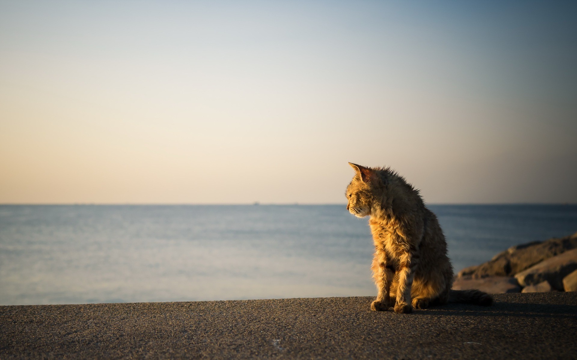 Cat sitting on a wall by the sea at sunset HD Wallpaper