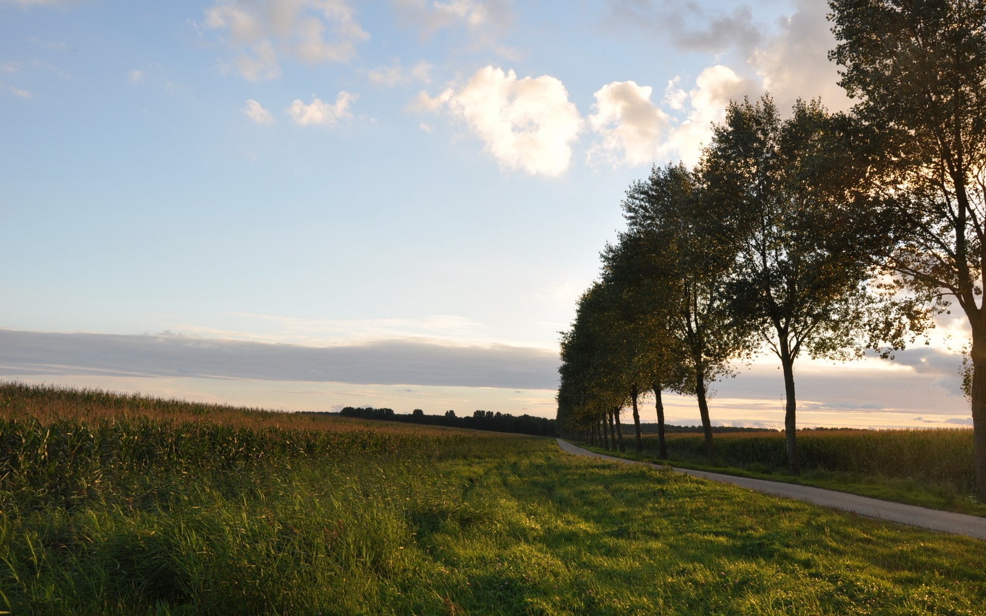 Trees lining a road next to a cornfield at sunset HD Wallpaper