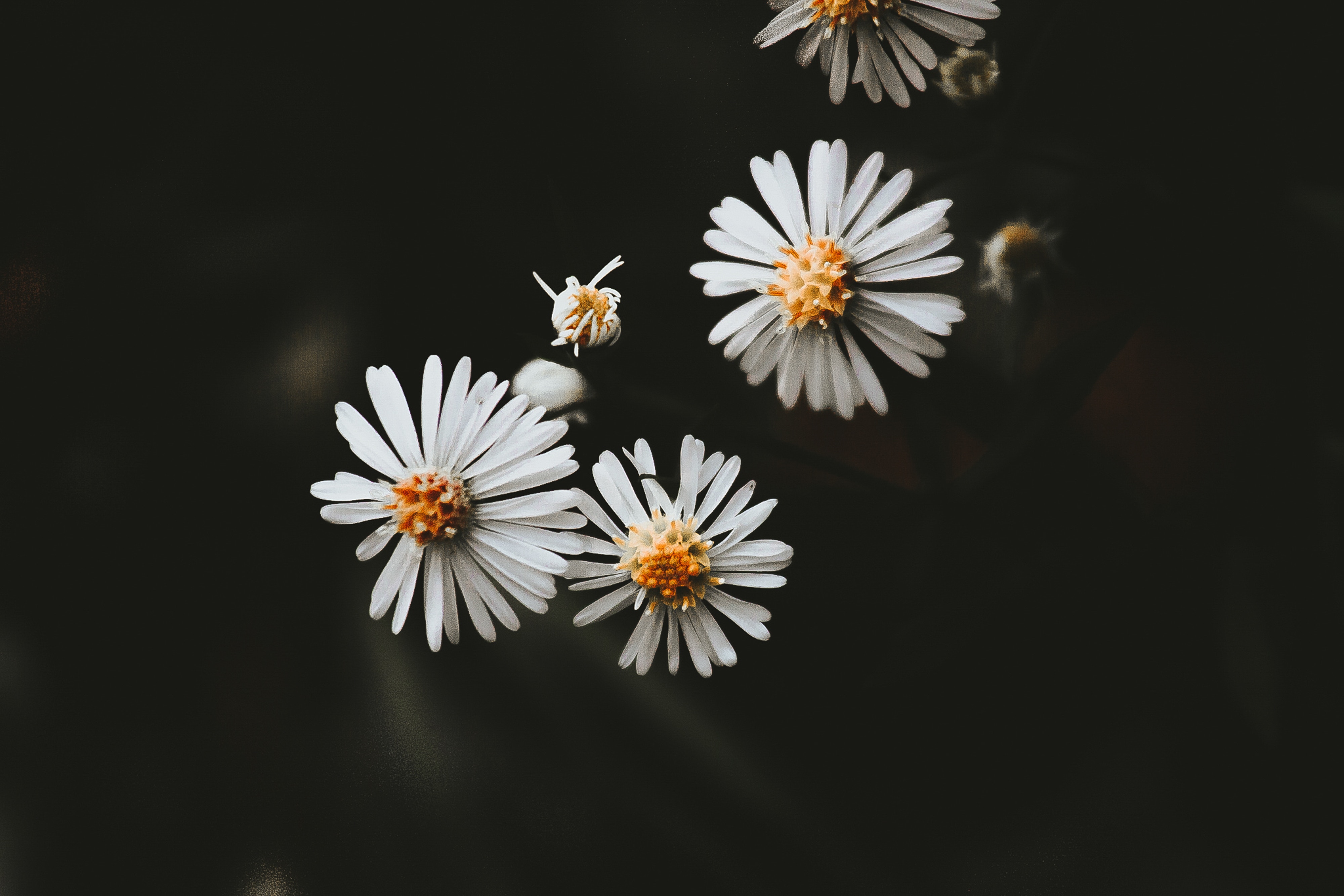 Close-up of white daisies with yellow centers HD Wallpaper
