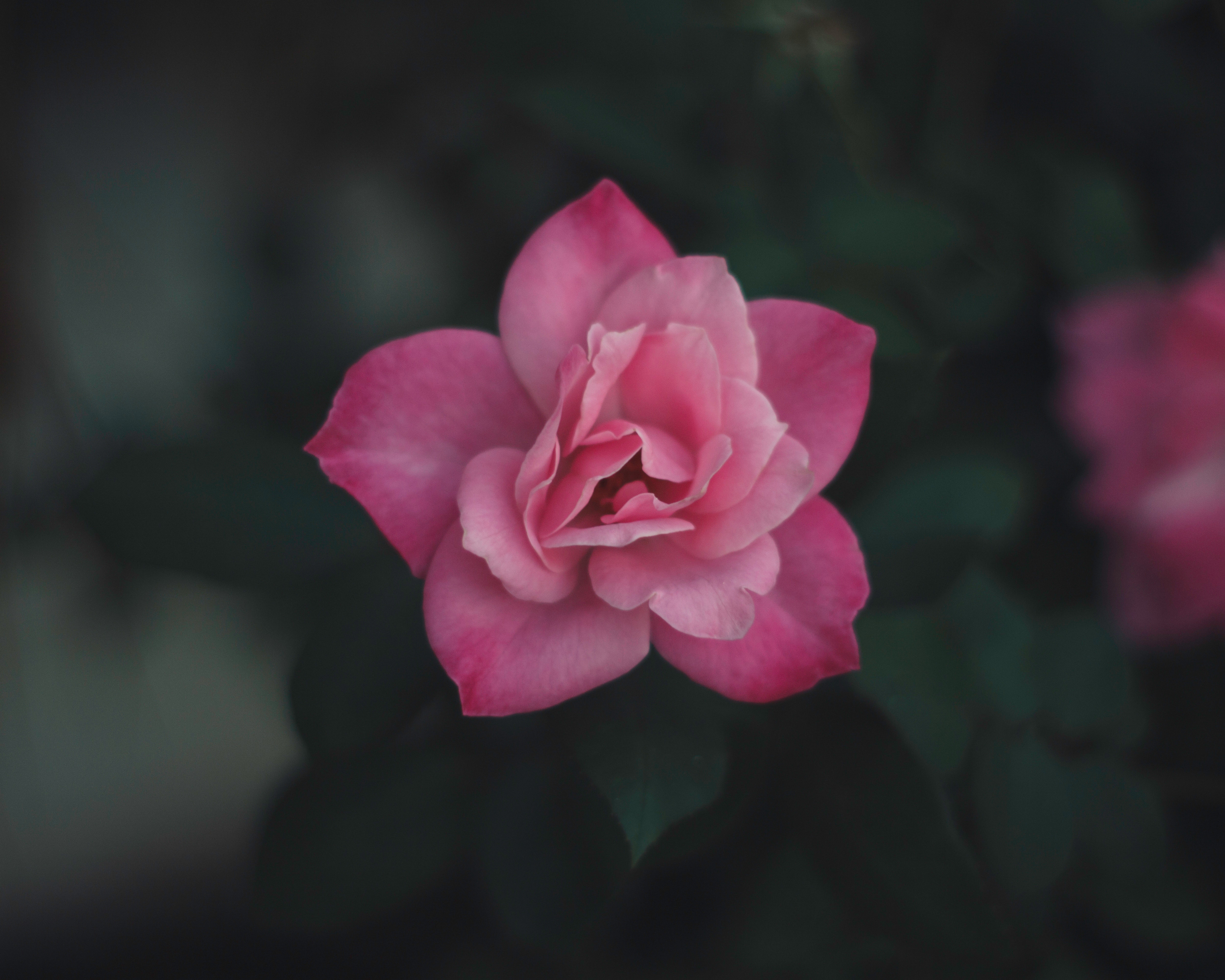Close up of a pink rose in bloom HD Wallpaper