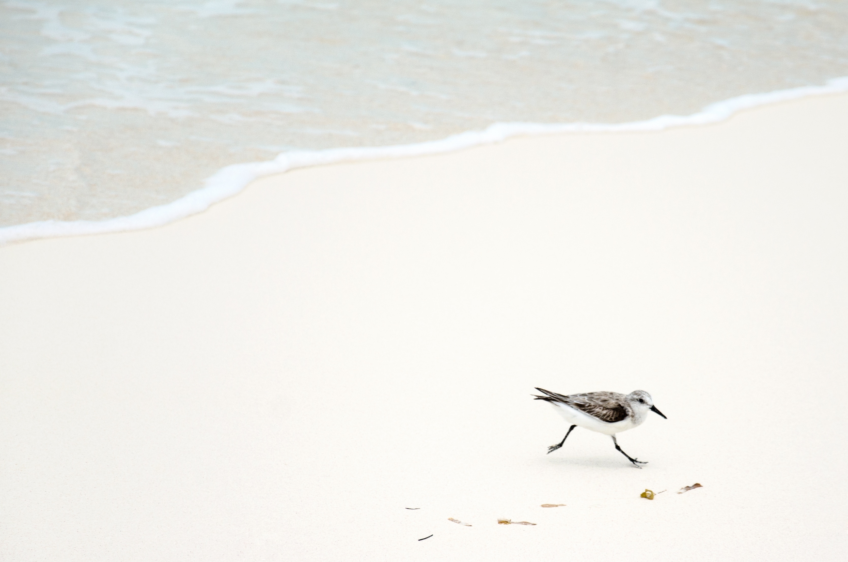 A small bird runs along a sandy beach near the water. HD Wallpaper