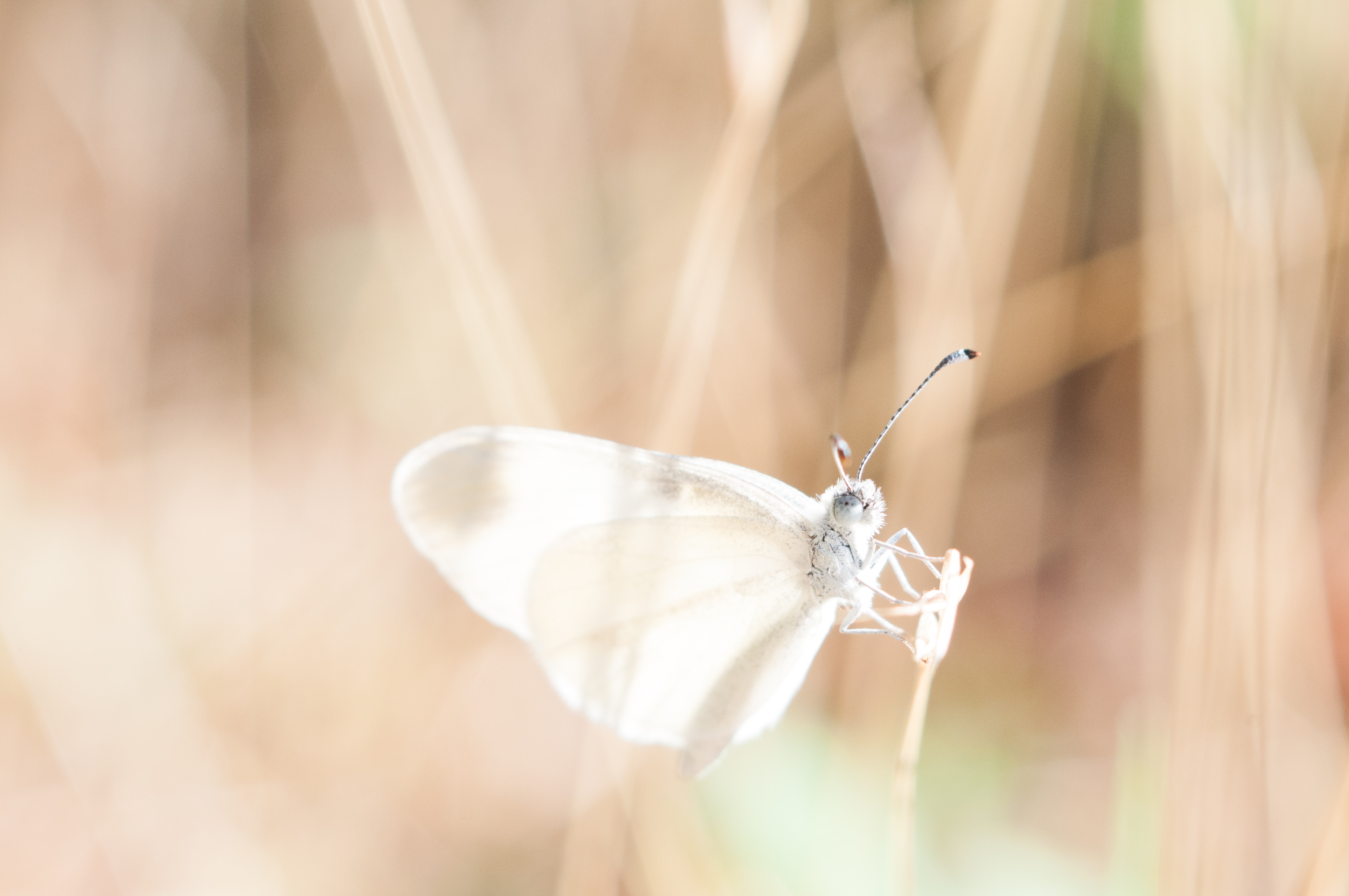 White butterfly on a dry plant stem HD Wallpaper