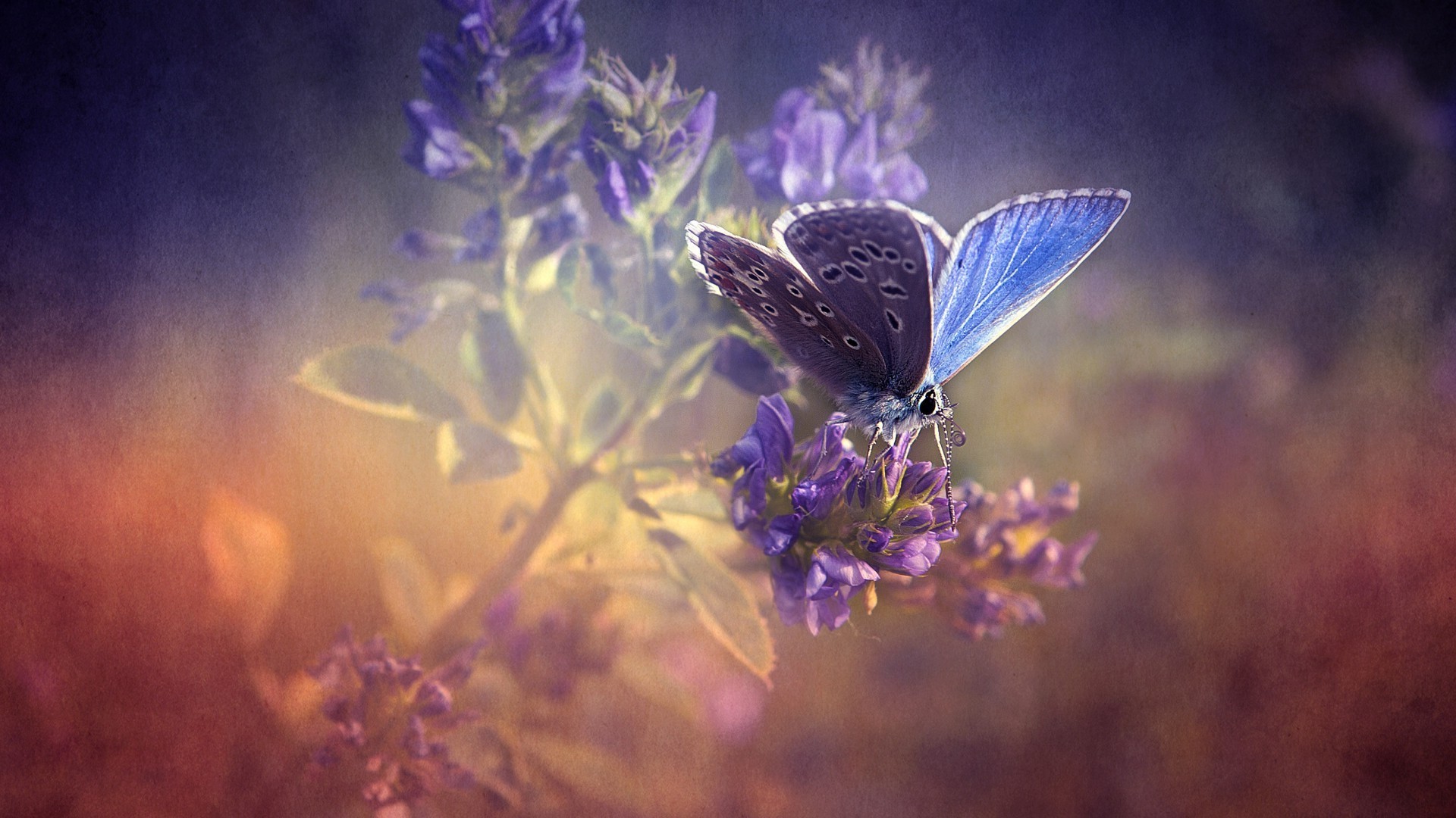 Blue Butterfly on Purple Flowers HD Wallpaper