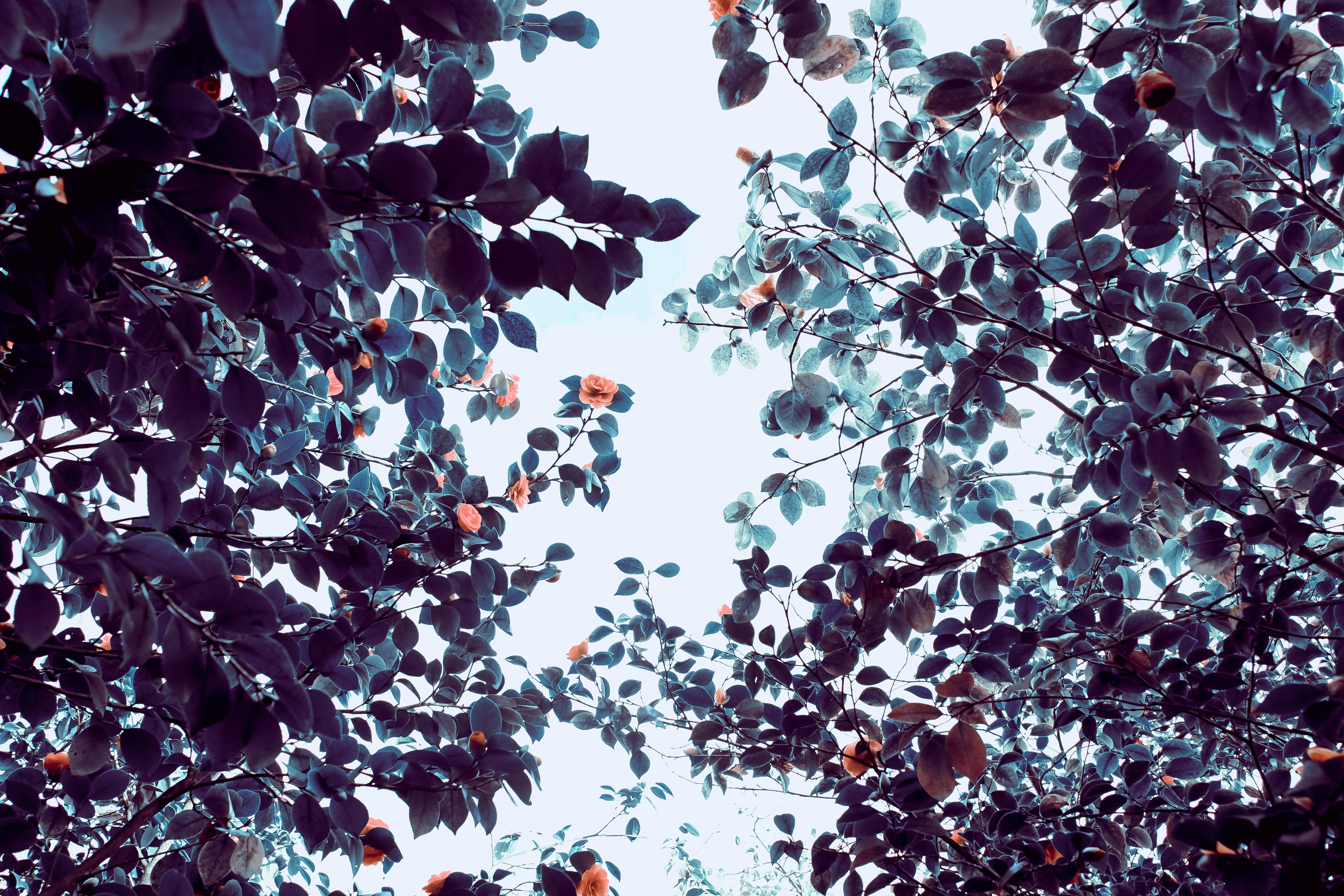 Looking up through dark foliage and flowers HD Wallpaper