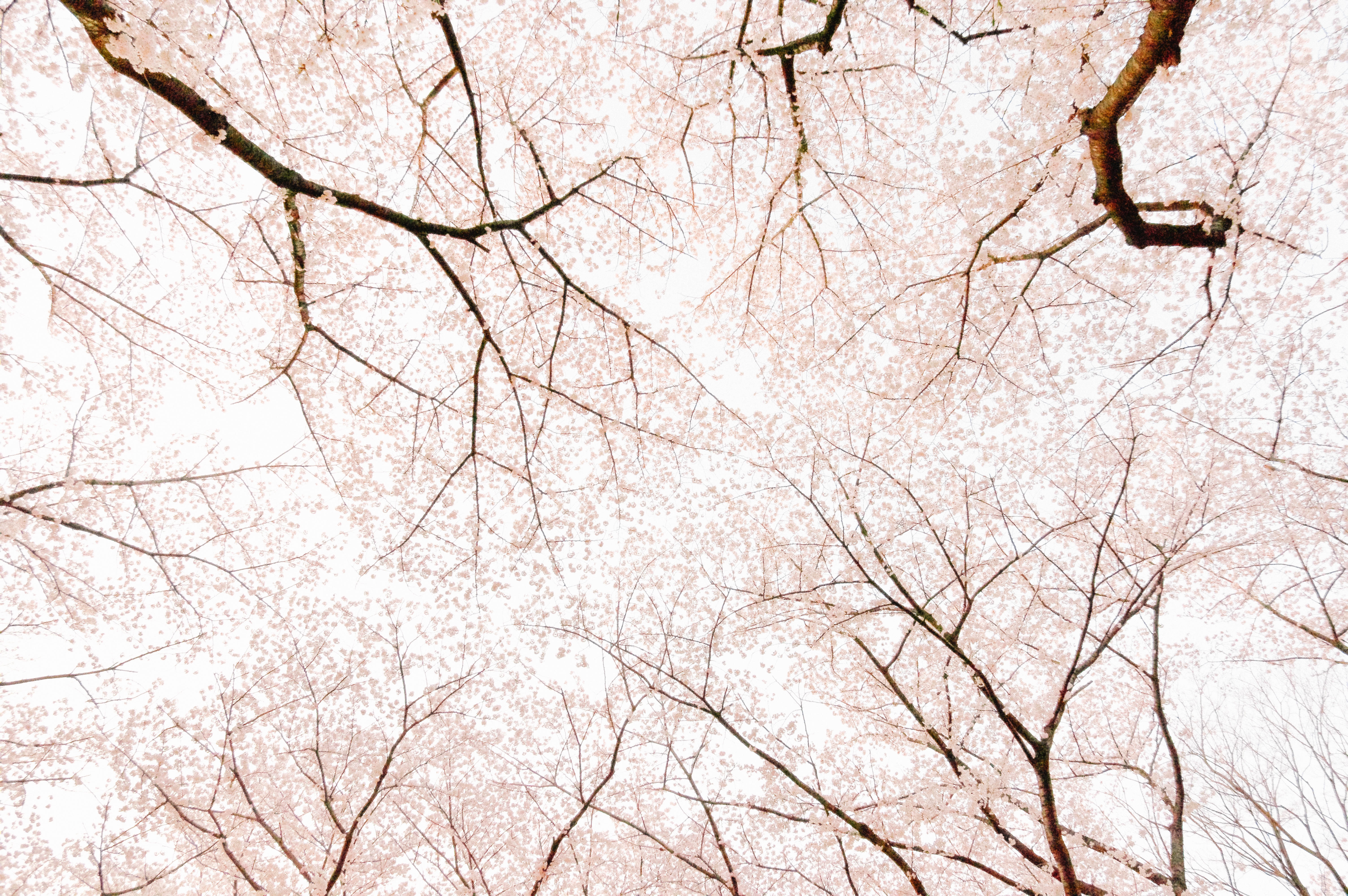 Cherry blossoms in bloom against a bright sky HD Wallpaper