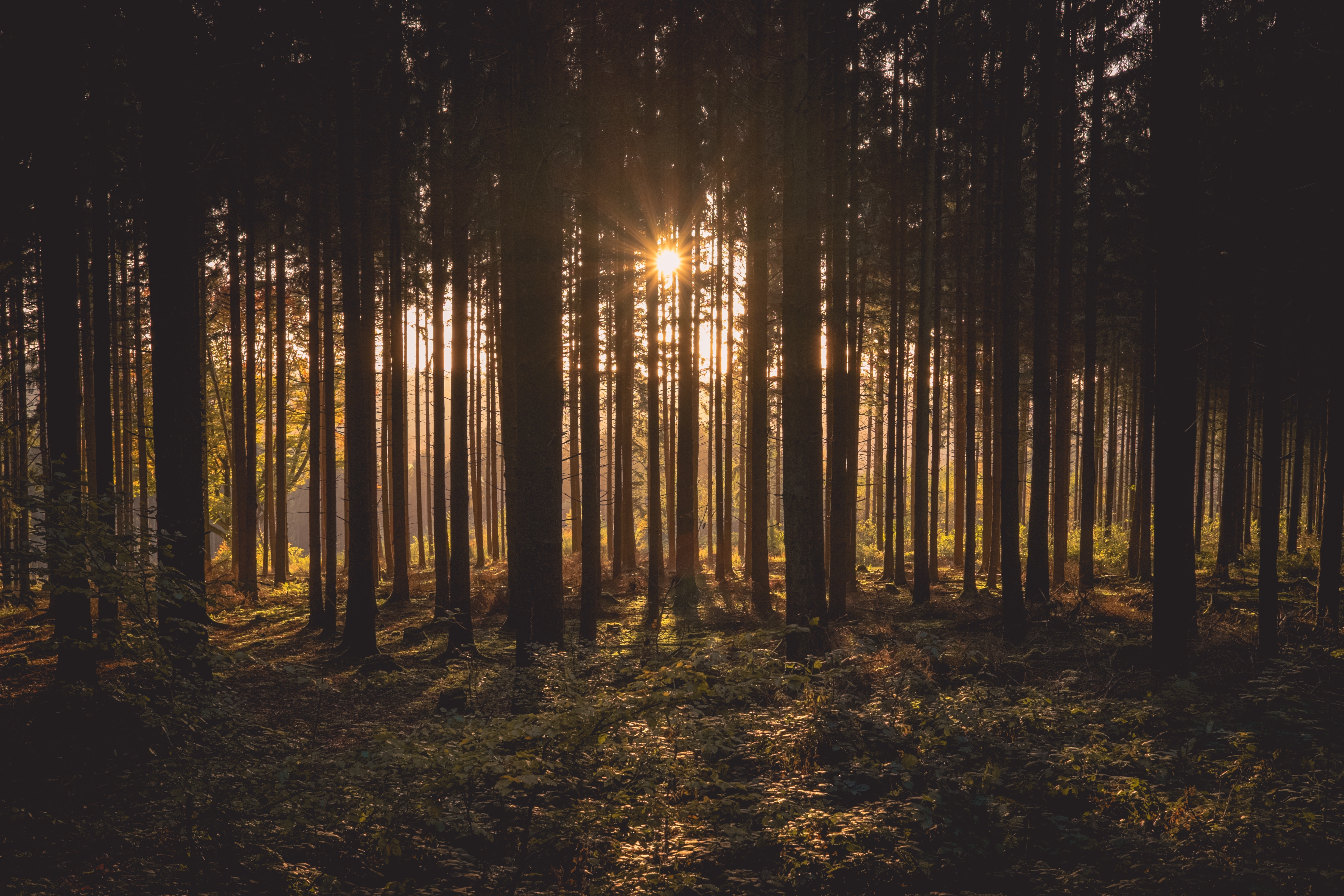 Sunlight filtering through a dark forest HD Wallpaper