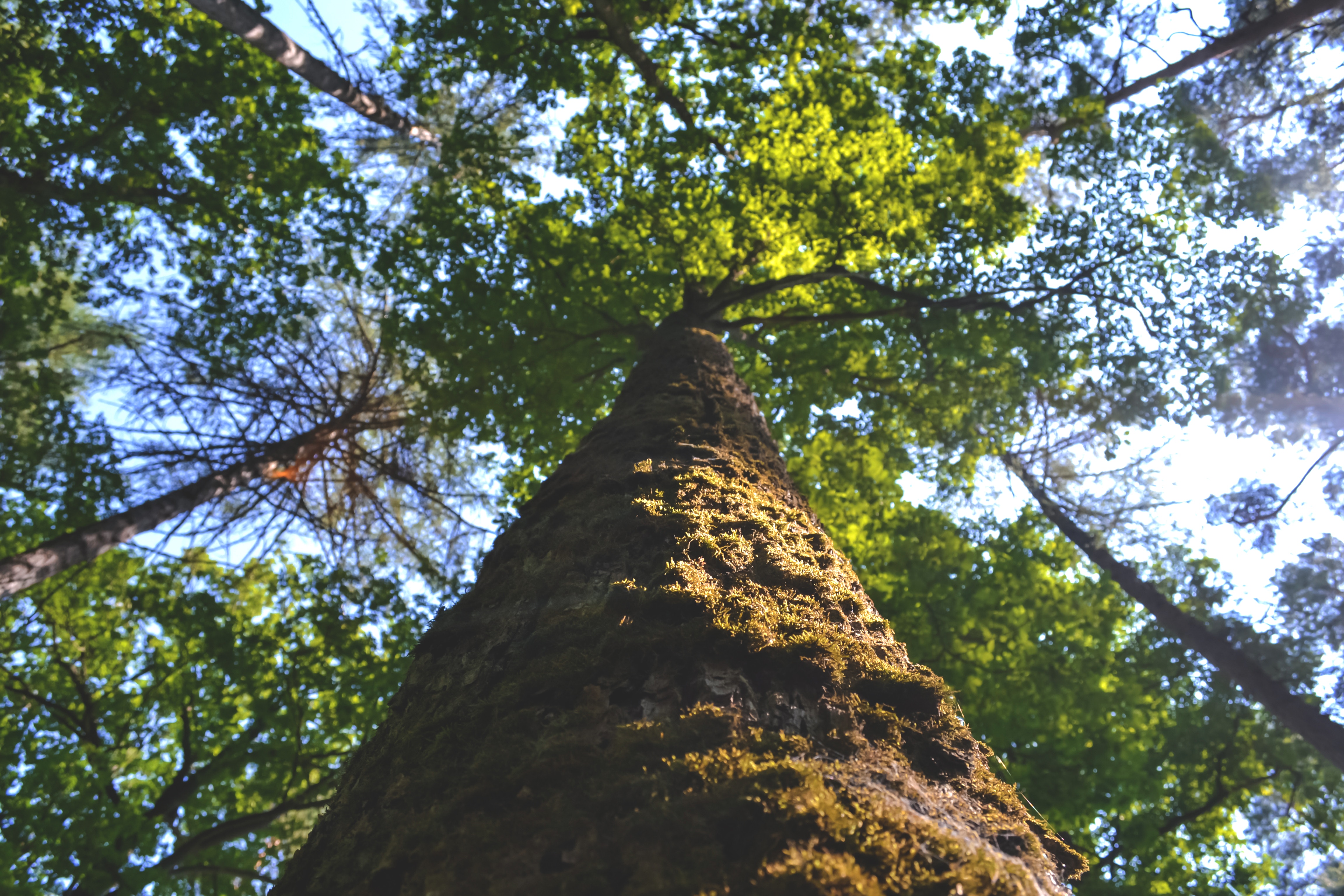 Looking up at a moss-covered tree trunk in a forest HD Wallpaper