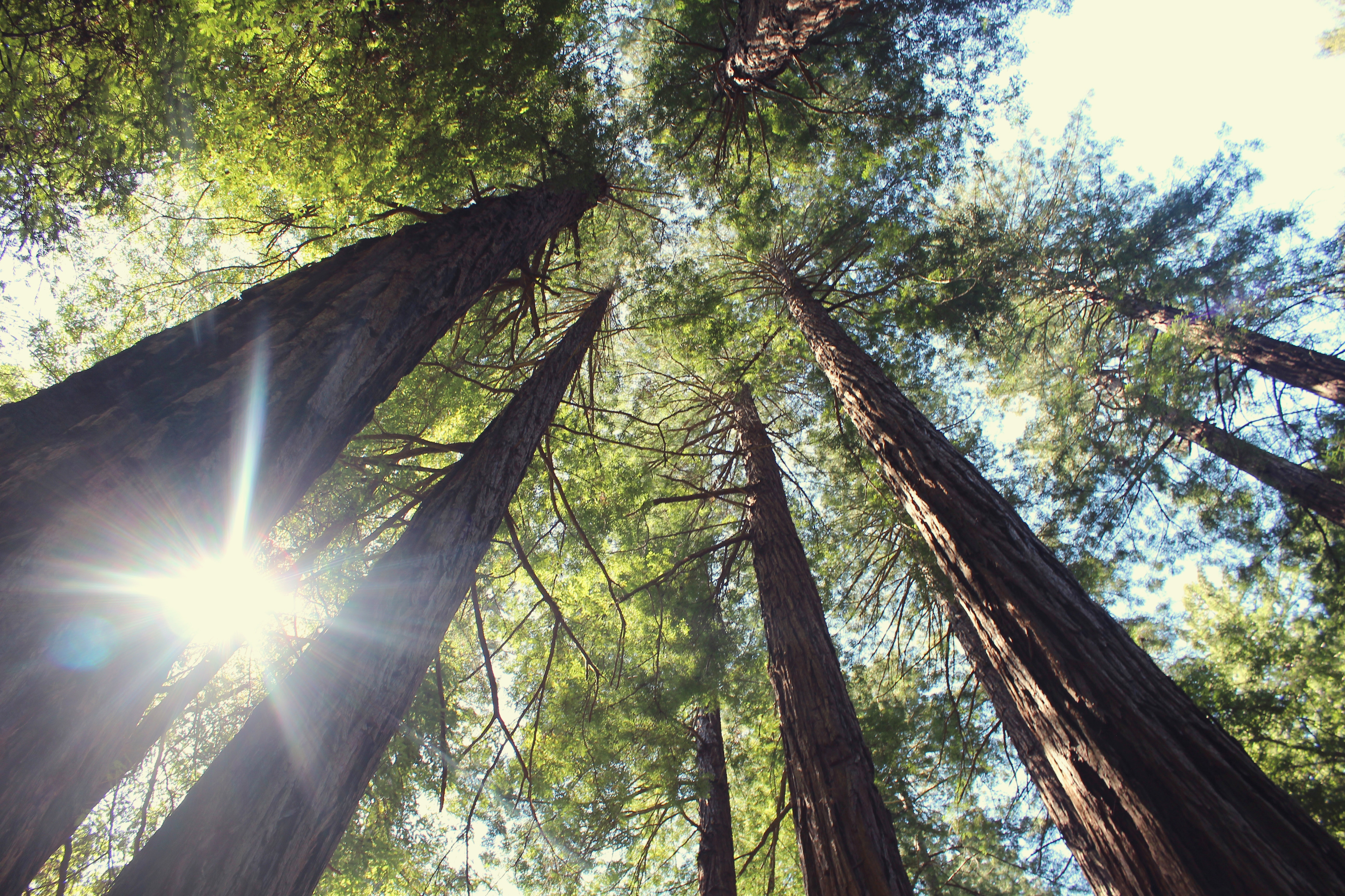 Sunlight through tall trees in a forest HD Wallpaper