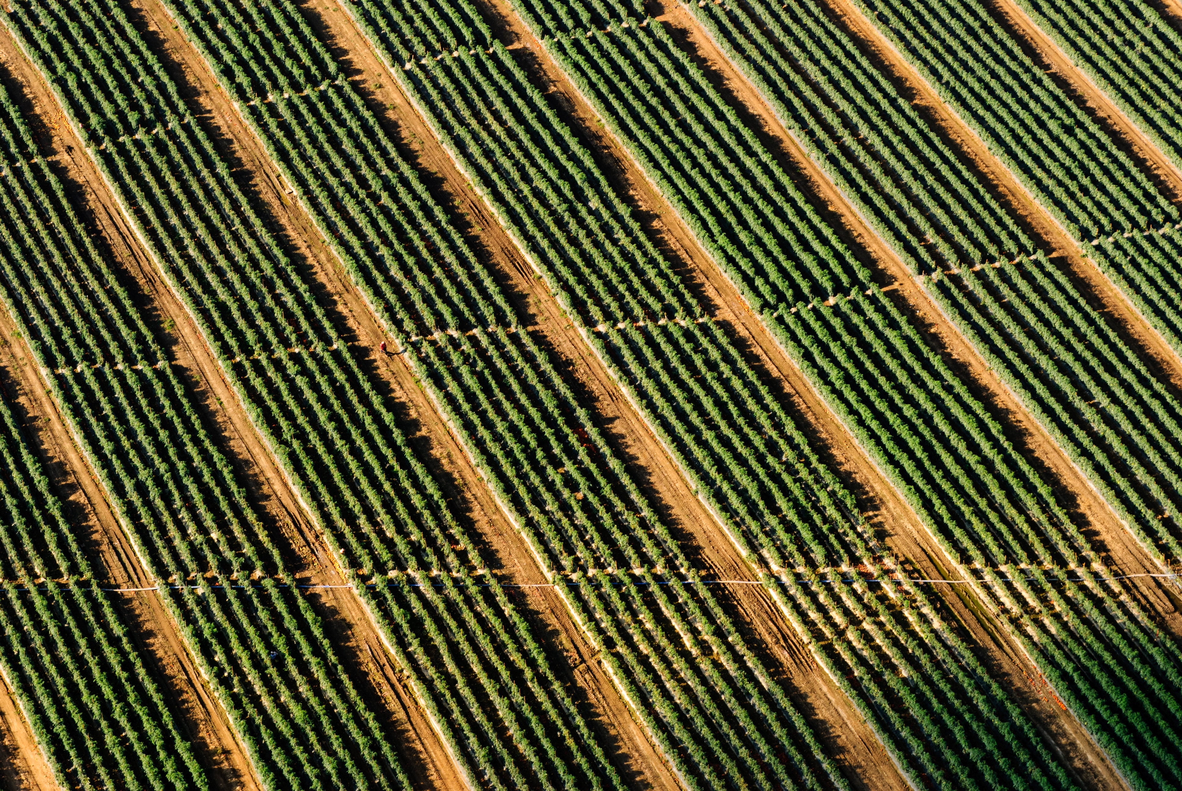 Aerial view of a vineyard with parallel rows of crops HD Wallpaper
