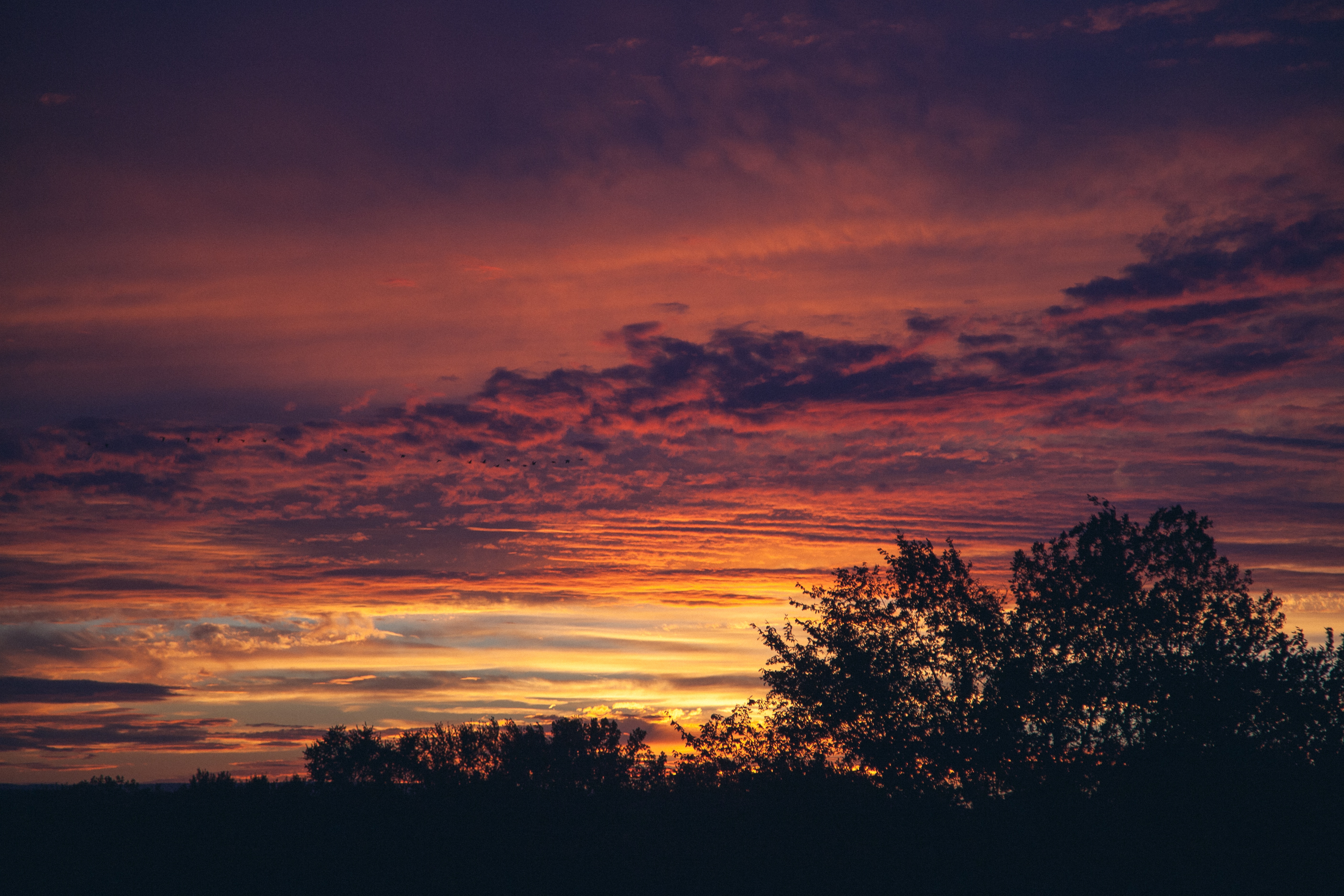 Silhouette of trees against a colorful sunset sky HD Wallpaper